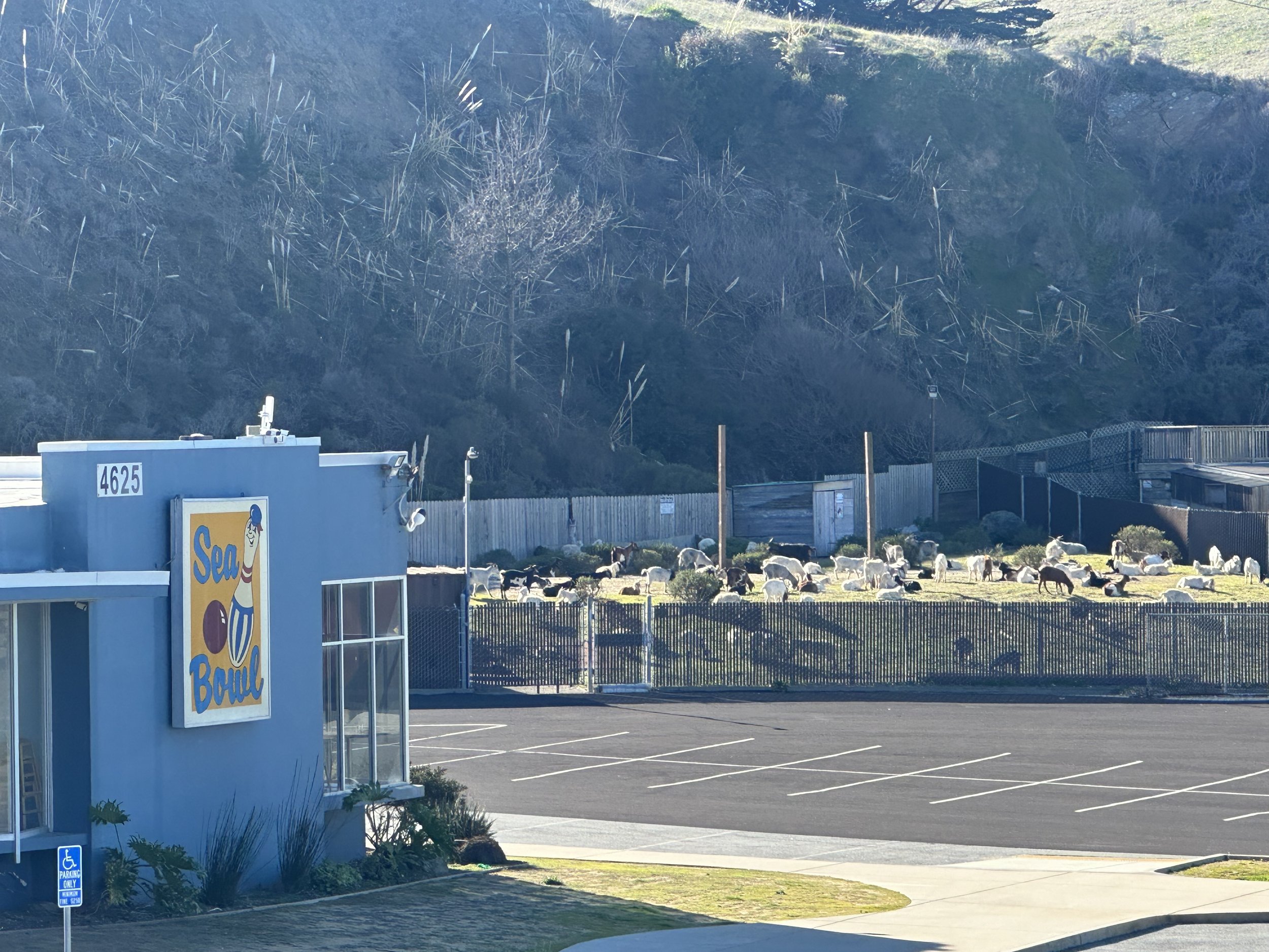 Working in Pacifica, CA at SeaBowl in anticipation of the grand opening of a new brewery. Gentle grazing of an existing grassy area to encourage thicker grass re-growth.
