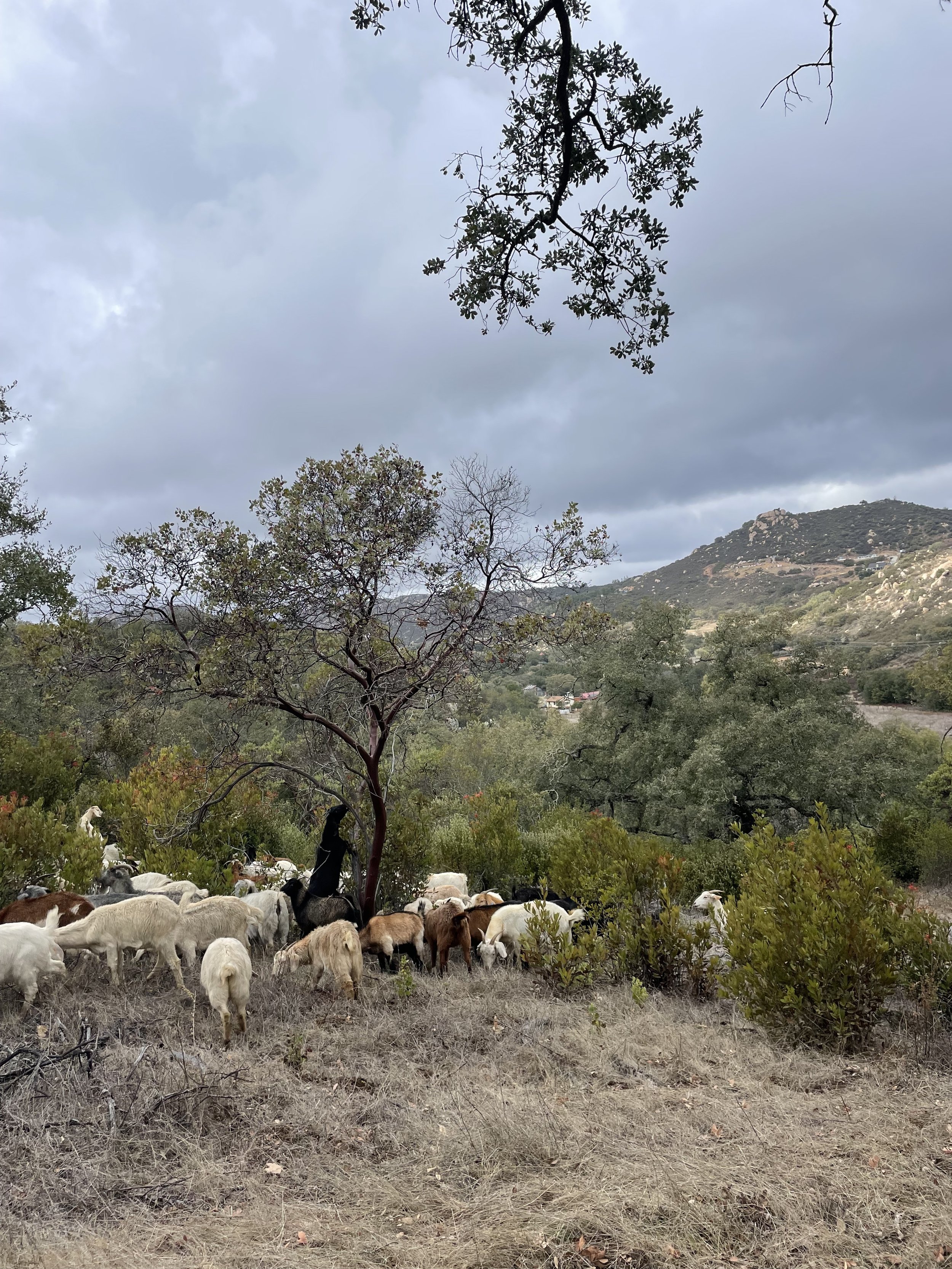 Crunching away at dense-growing low chaparral in San Diego, CA. Disrupting Live Oak, Toyon, Buckwheat, Holly Leaf, Buck Brush, and Sage on a very steep granite rock hillside behind private residences, creating an effective wildfire break.