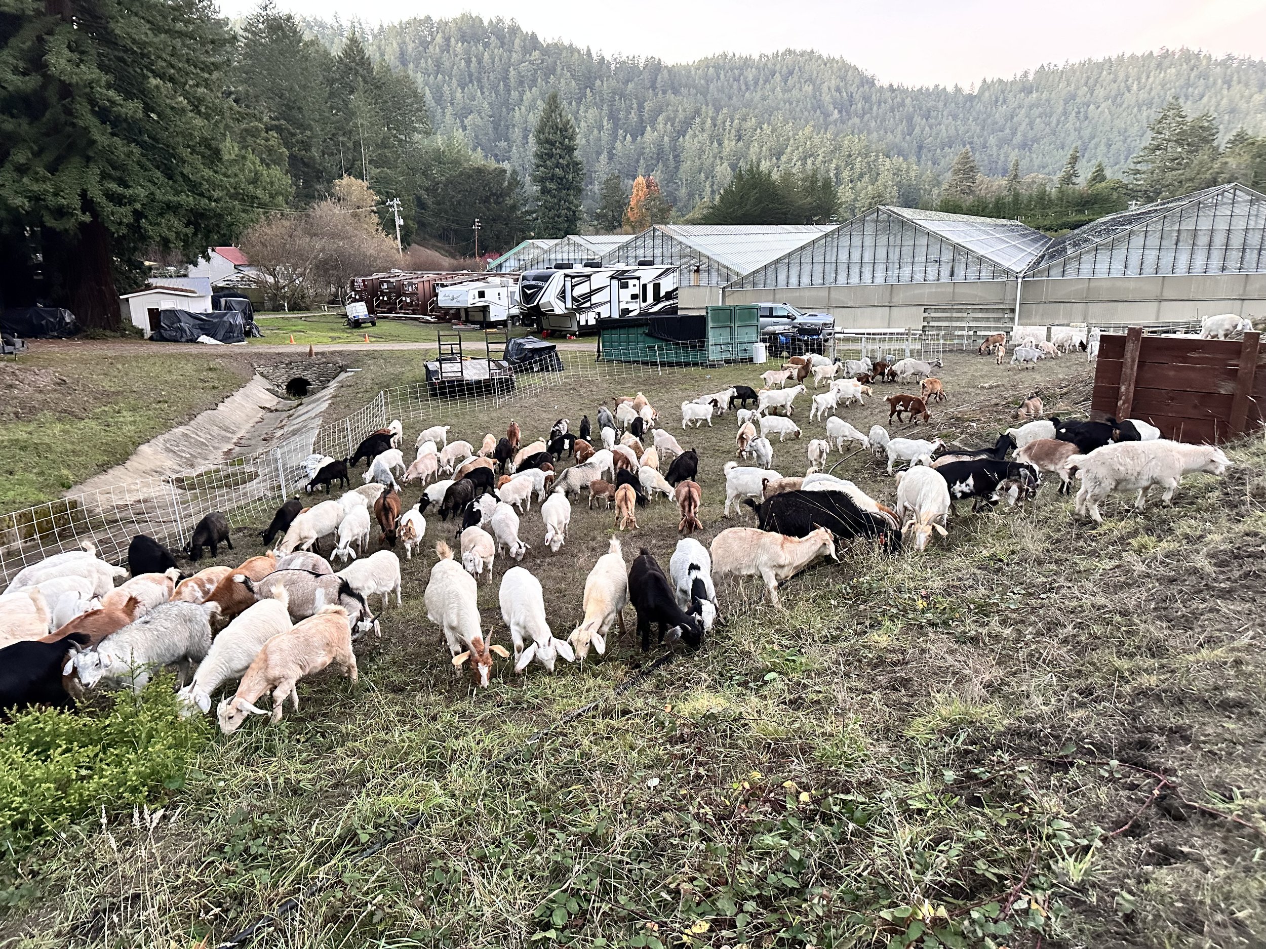 Improving existing habitats by removing invasive weeds, stabilizing soils, and controlling erosion at a working farm in Pescadero, CA.
