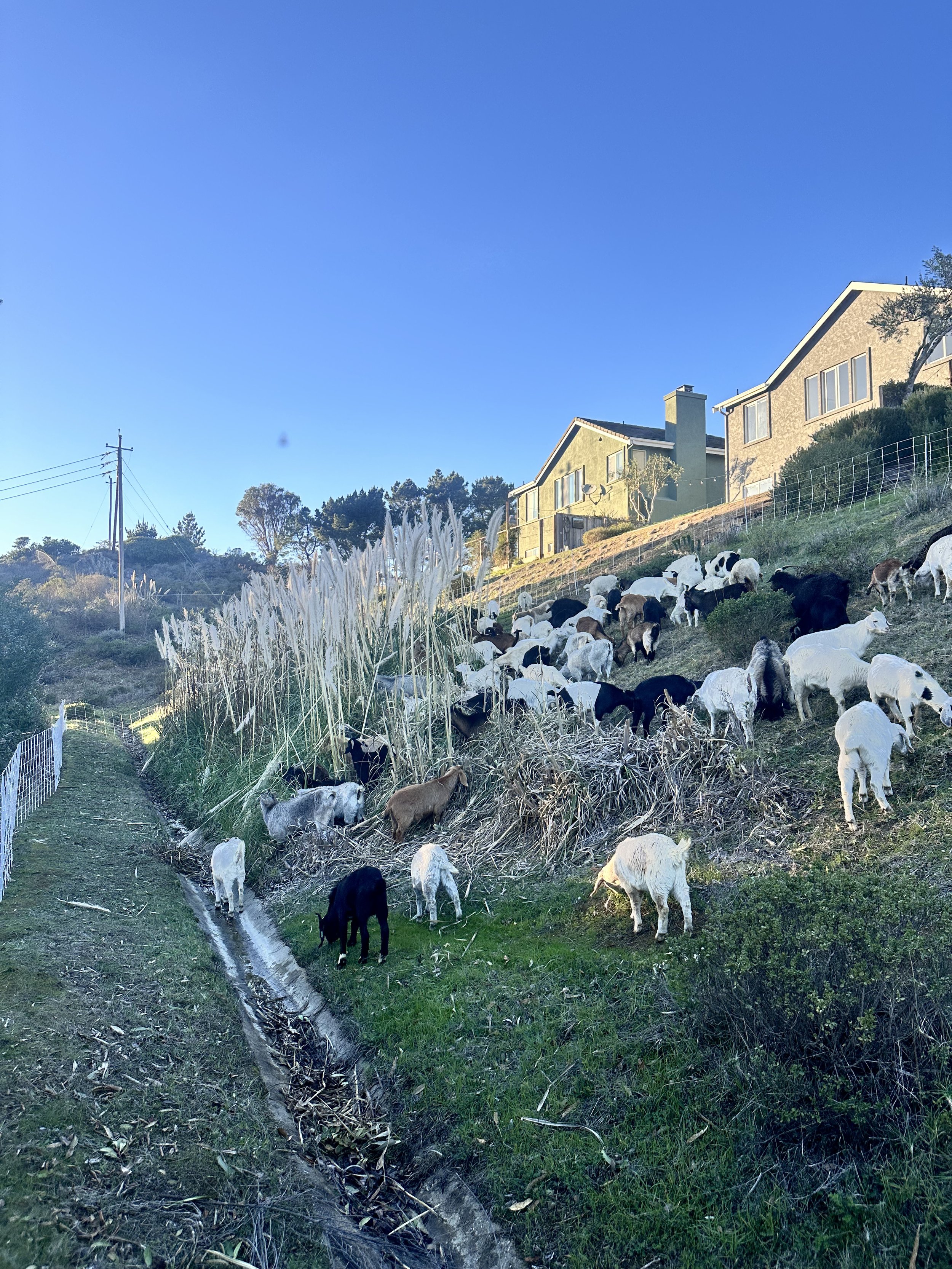 Grazing a steep, crumbly hillside behind Saltaire HOA in Pacifica, CA. Reducing fuel load and increasing topsoil to help with rainy season erosion. Pervasive growth of Scotch Broom has taken over 60-70% of this once grassy hillside.