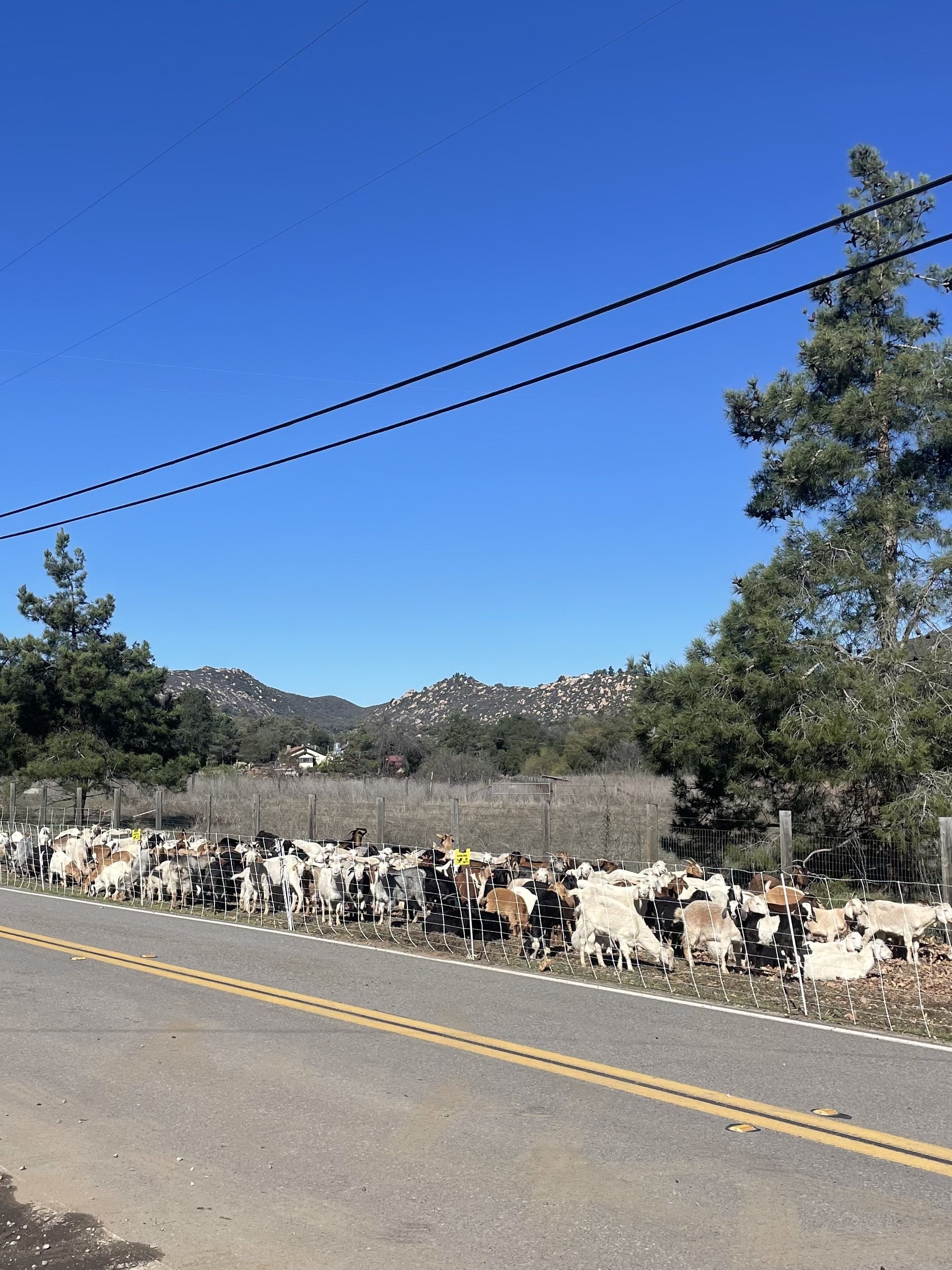 Providing roadside fire mitigation and managing for thistle overgrowth in Jamul, CA.