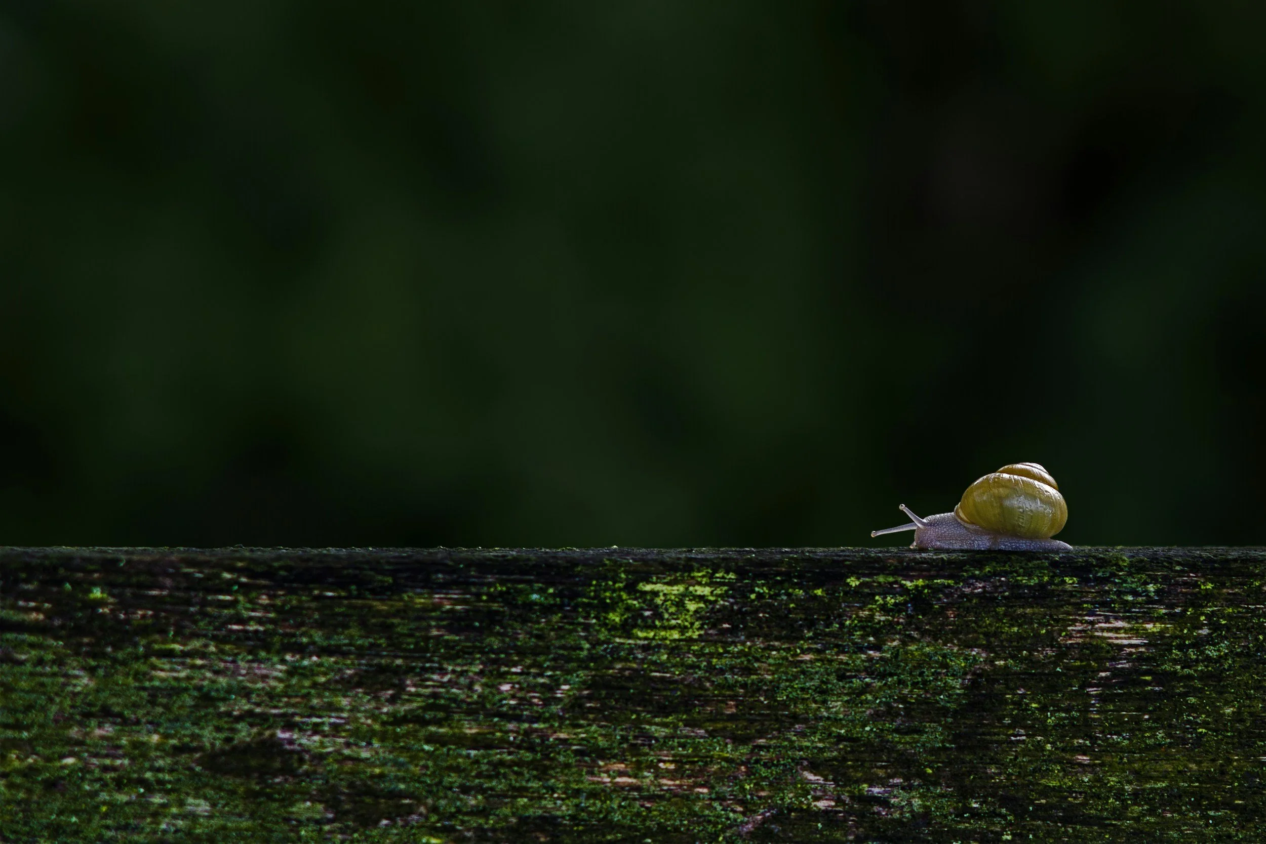 The Power of Pausing: Creating Mindful Transitions in a Rushing World