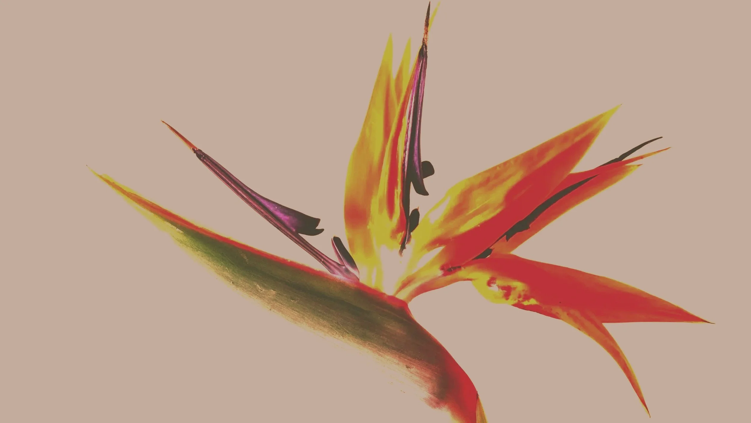 Close-up of a vibrant, multicolored flower with pointed petals in yellow, orange, red, and purple hues against a neutral background.