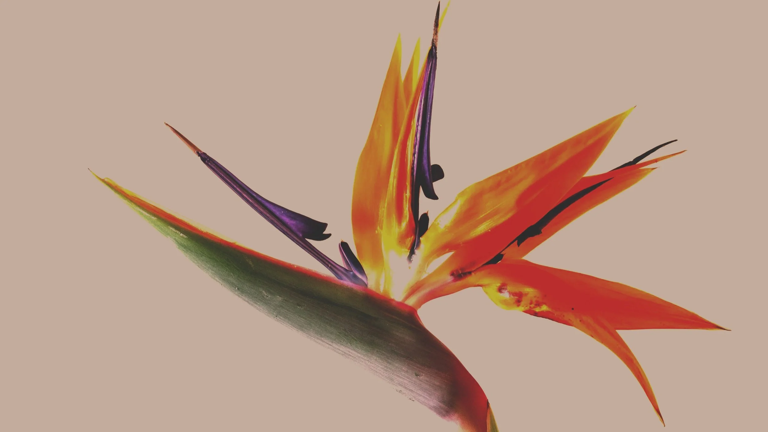 A close-up photo of a colorful bird of paradise flower with orange, yellow, purple, and green petals against a plain background.
