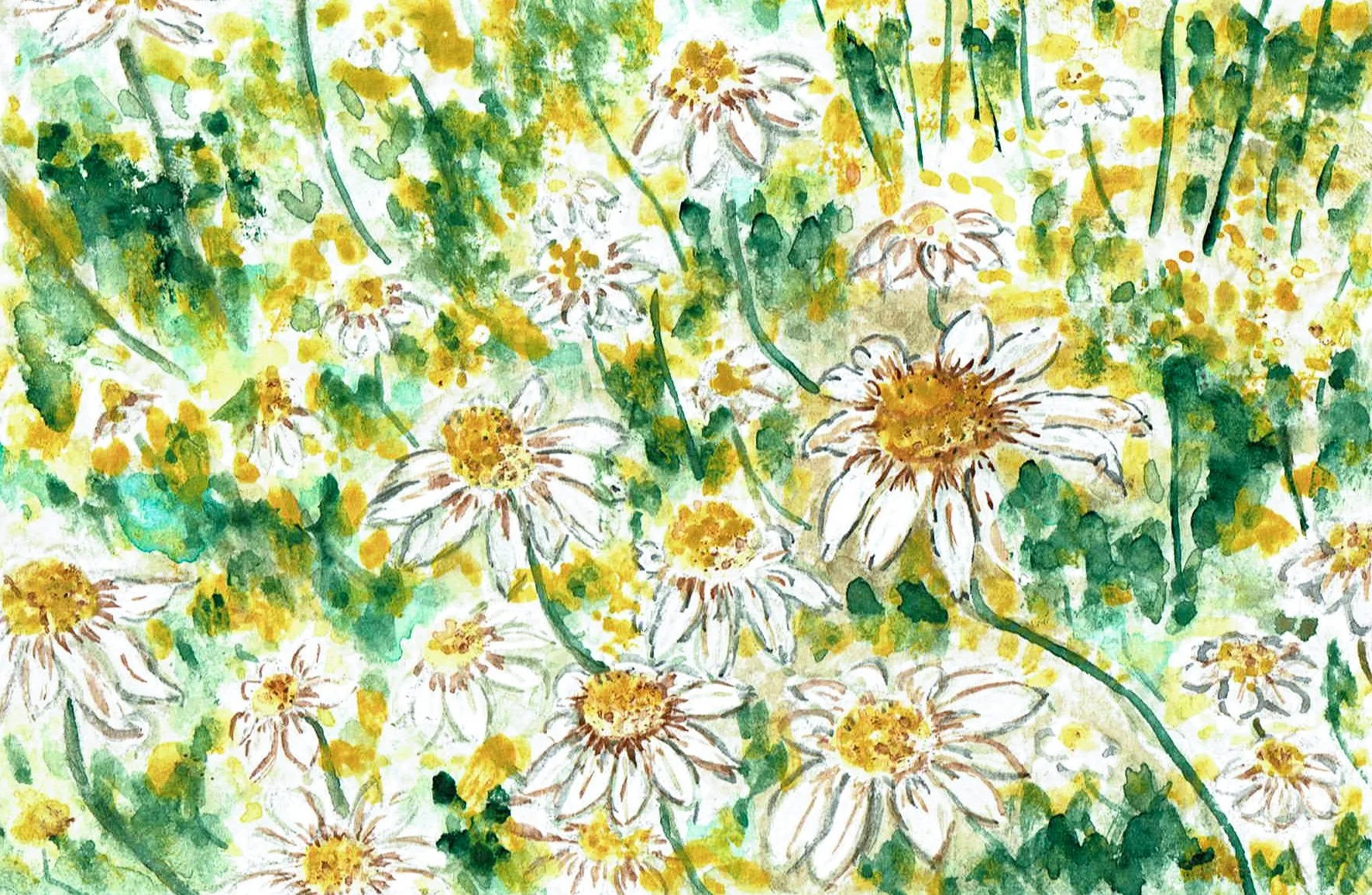 Daisy Field