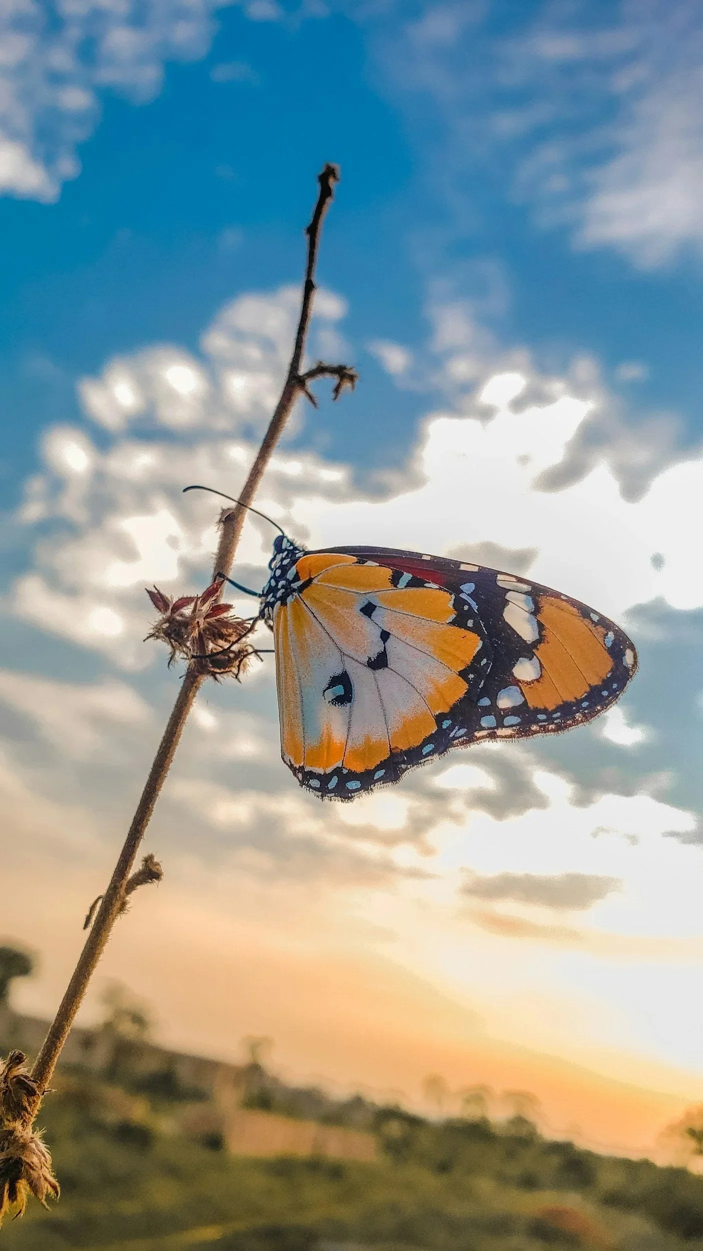 A colorful monarch butterfly in hues of yellow, white, blue, and red on a stem with cloud background representing transformation that can occur when working with a trauma therapist in CT