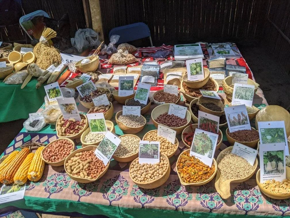 Sécurité alimentaire en Afrique : la disparition silencieuse des semences locales menace l’avenir agricole du continent