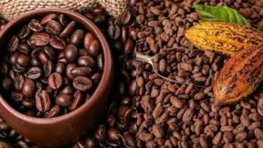 Crise café-cacao au Togo : pourquoi les prix s’effondrent et comment sauver les filières stratégiques