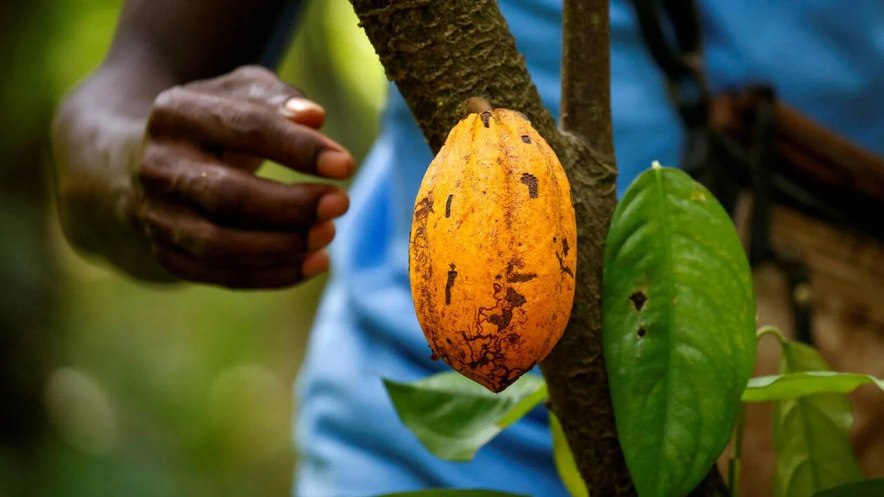 Crise du cacao en Côte d’Ivoire : comment l’effondrement des exportations et la chute des prix paralysent l’économie ivoirien