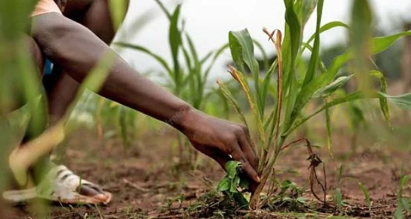Salon mondial de l’agroécologie en Côte d’Ivoire : une plateforme stratégique pour nourrir durablement l’Afrique face aux défis climatiques, alimentaires et économiques