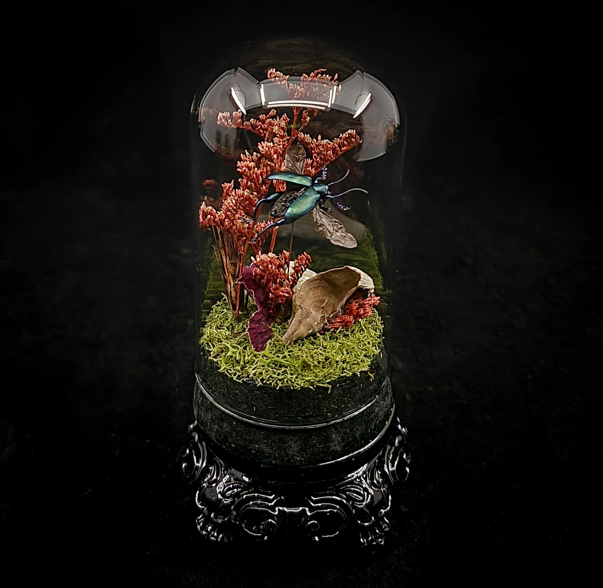 Beetle_Small Domes_Stand-3.jpg