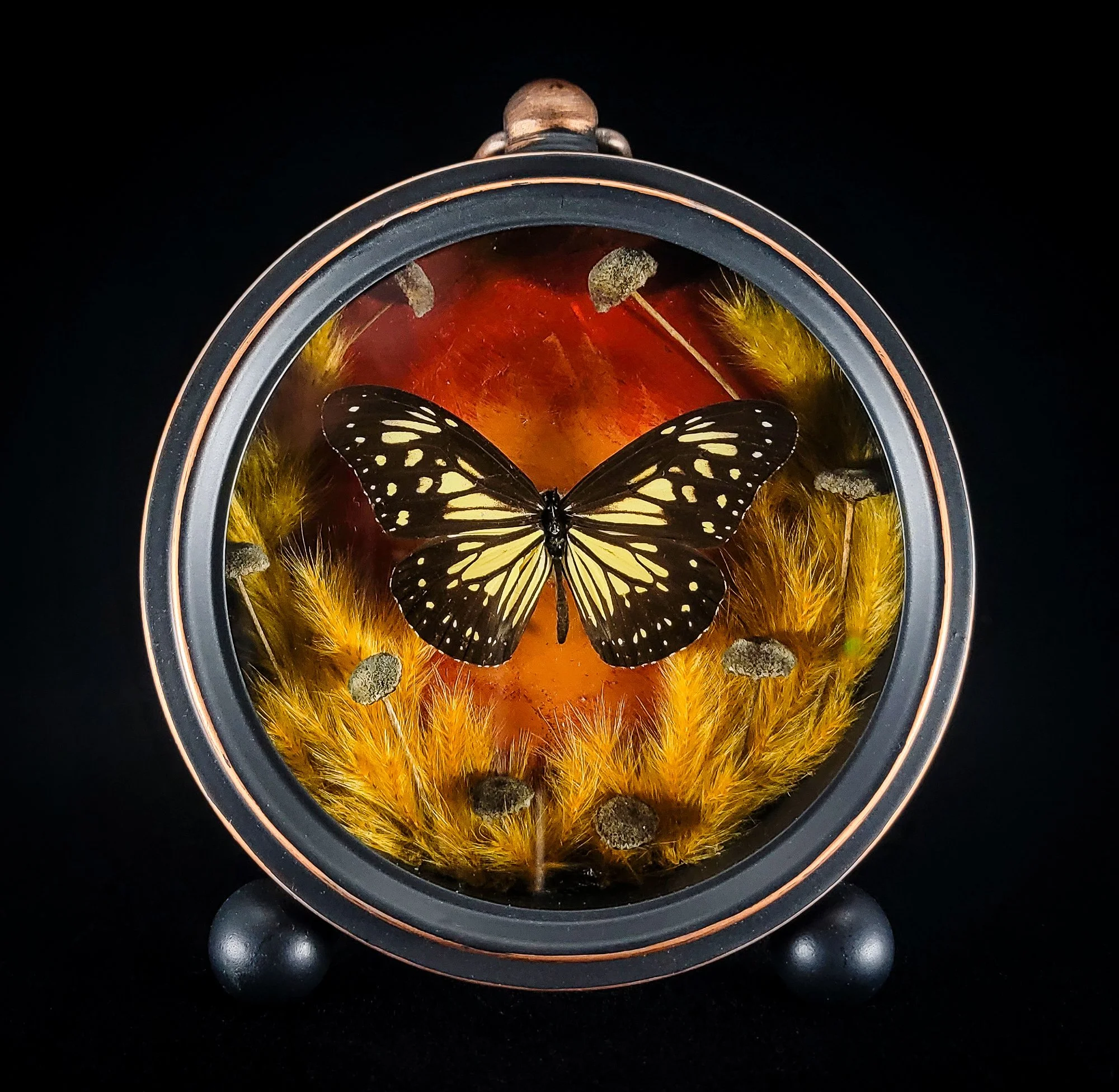 Butterfly_Clock Frame 1_Specimen.jpg