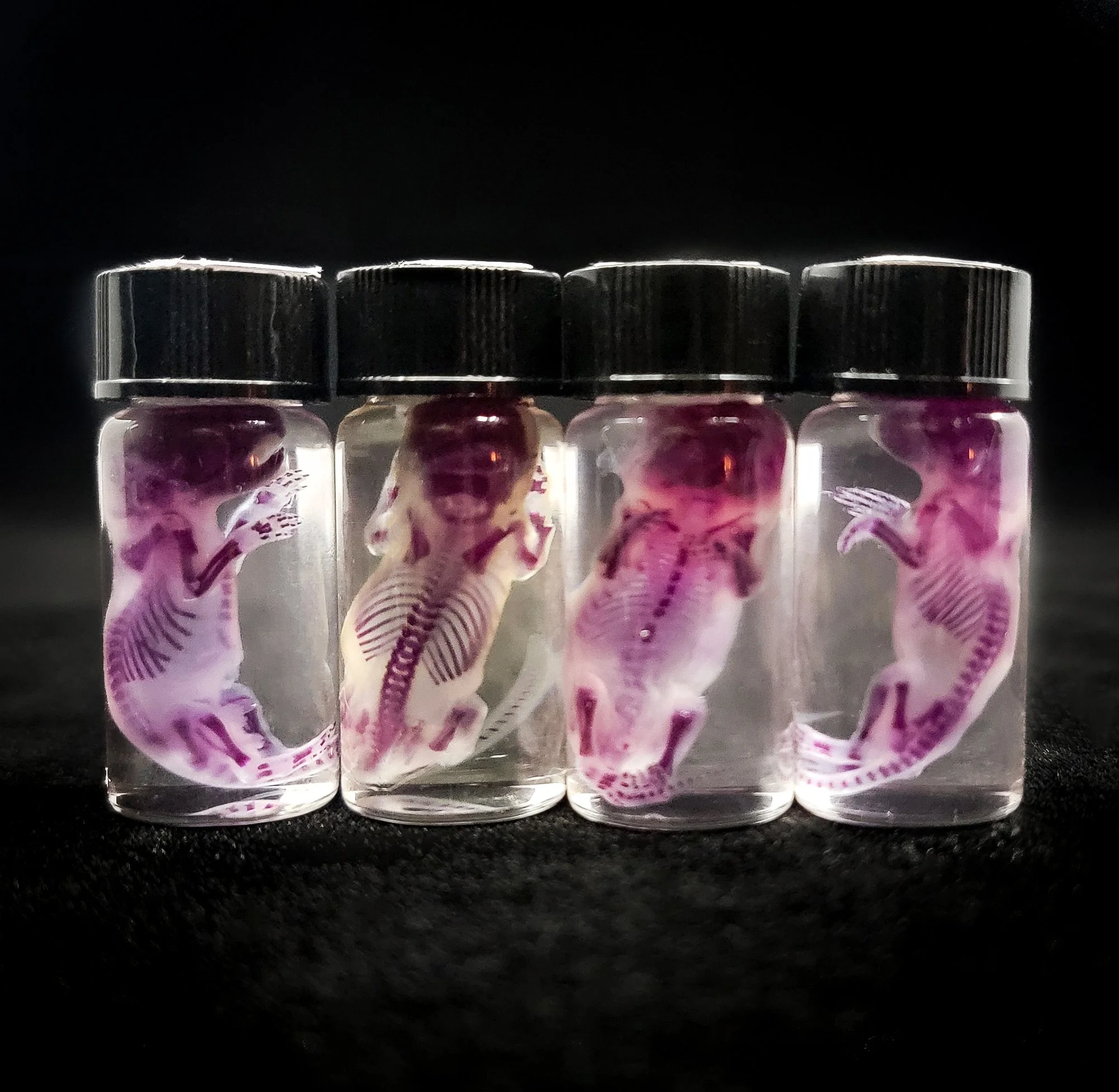 Diaphonized Pinkie (Baby Mouse)