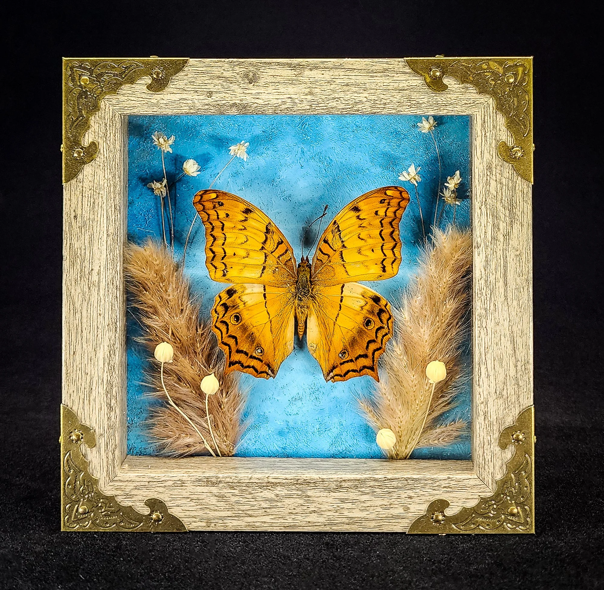 Butterfly_Grey Frame 2_Specimen_5x5.jpg