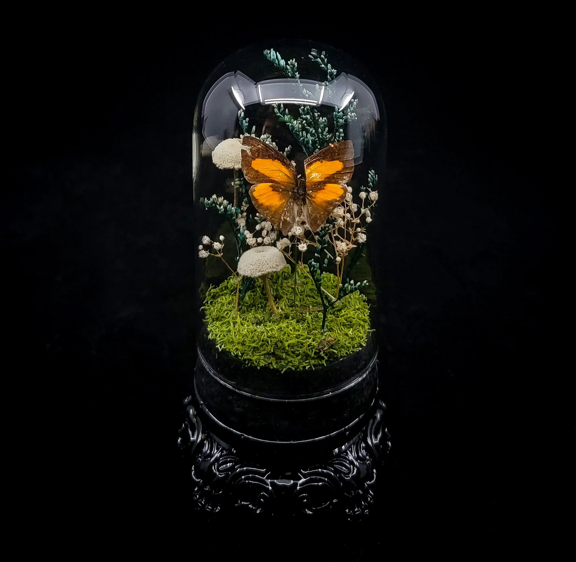Butterfly_Small Domes_Stand-1.jpg