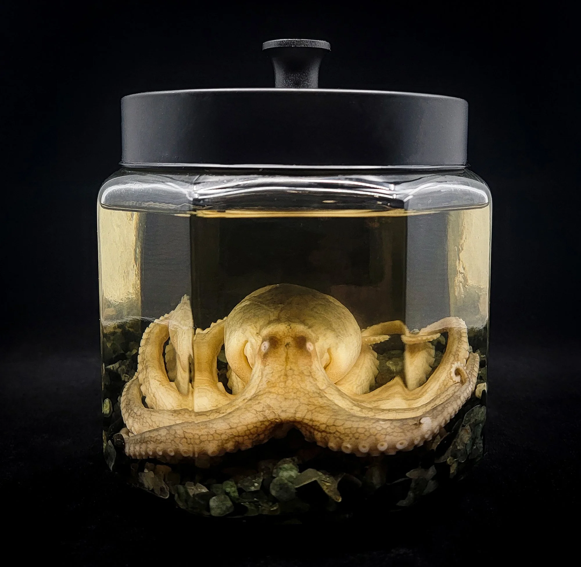 Large Octopus Specimen