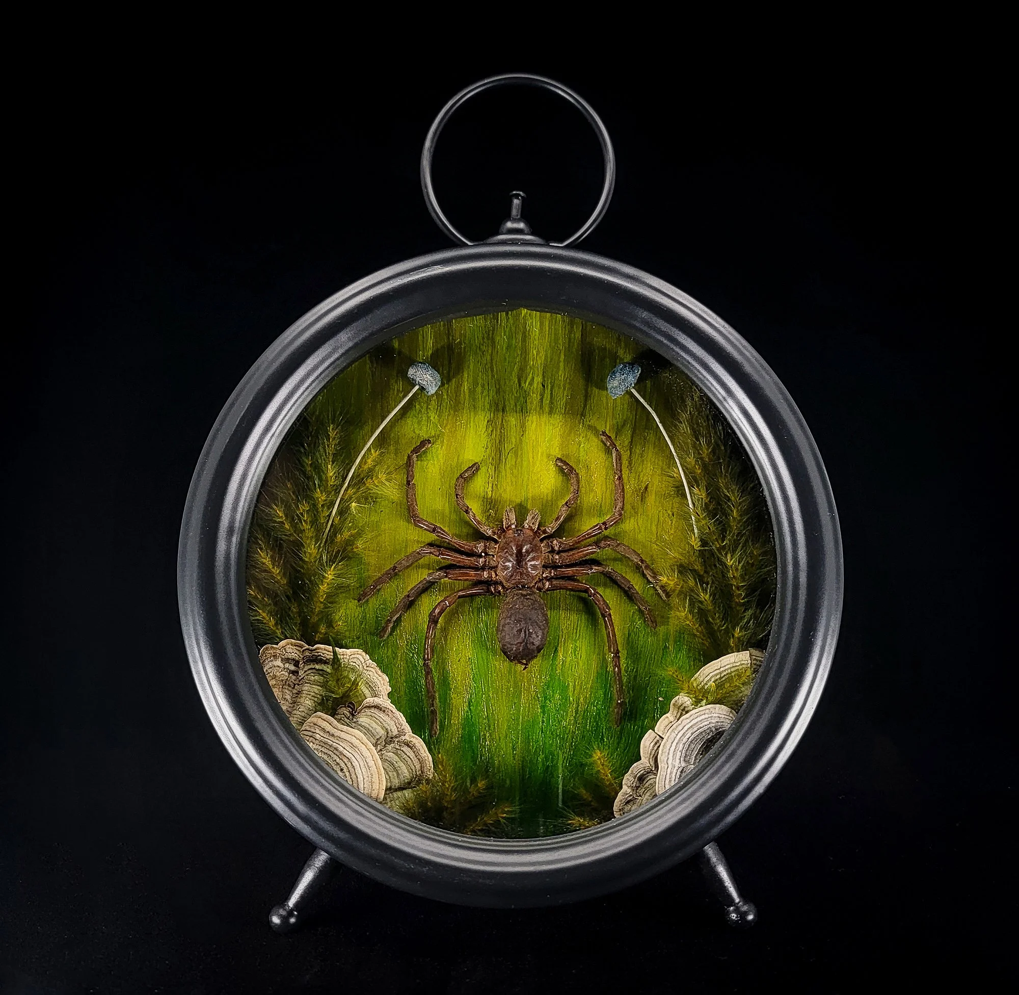 Specimen Clock Display