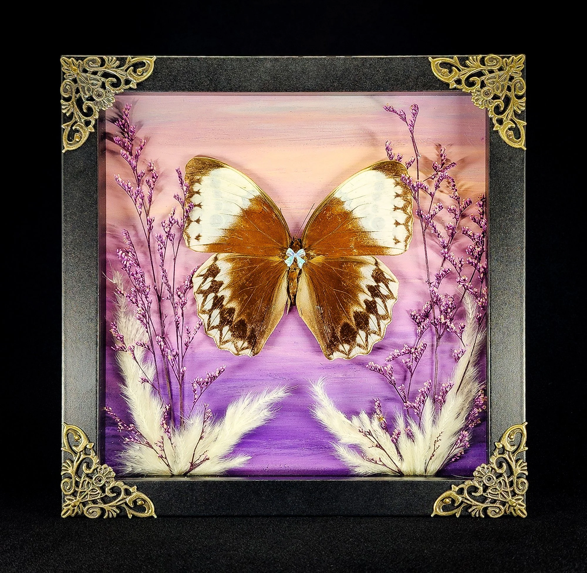 Butterfly_Black Frame 4_Specimen_8x8.jpg