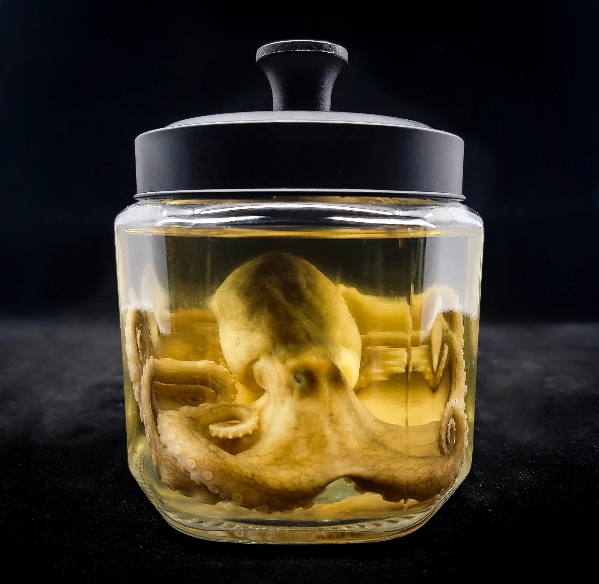 Small Octopus Specimen