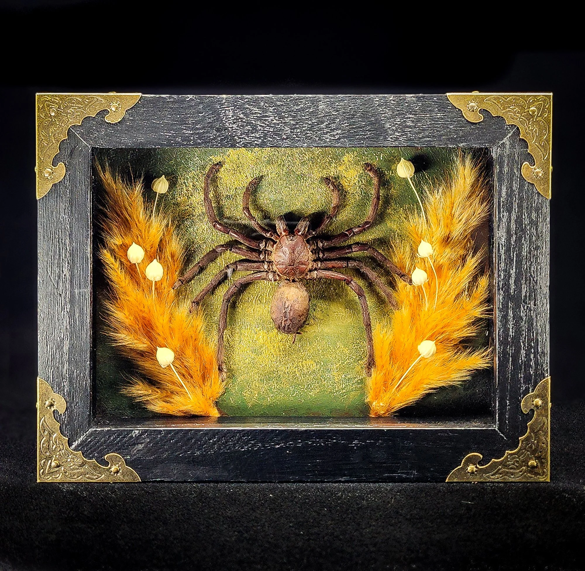 Spider_Black Frame_Specimen_5x7.jpg