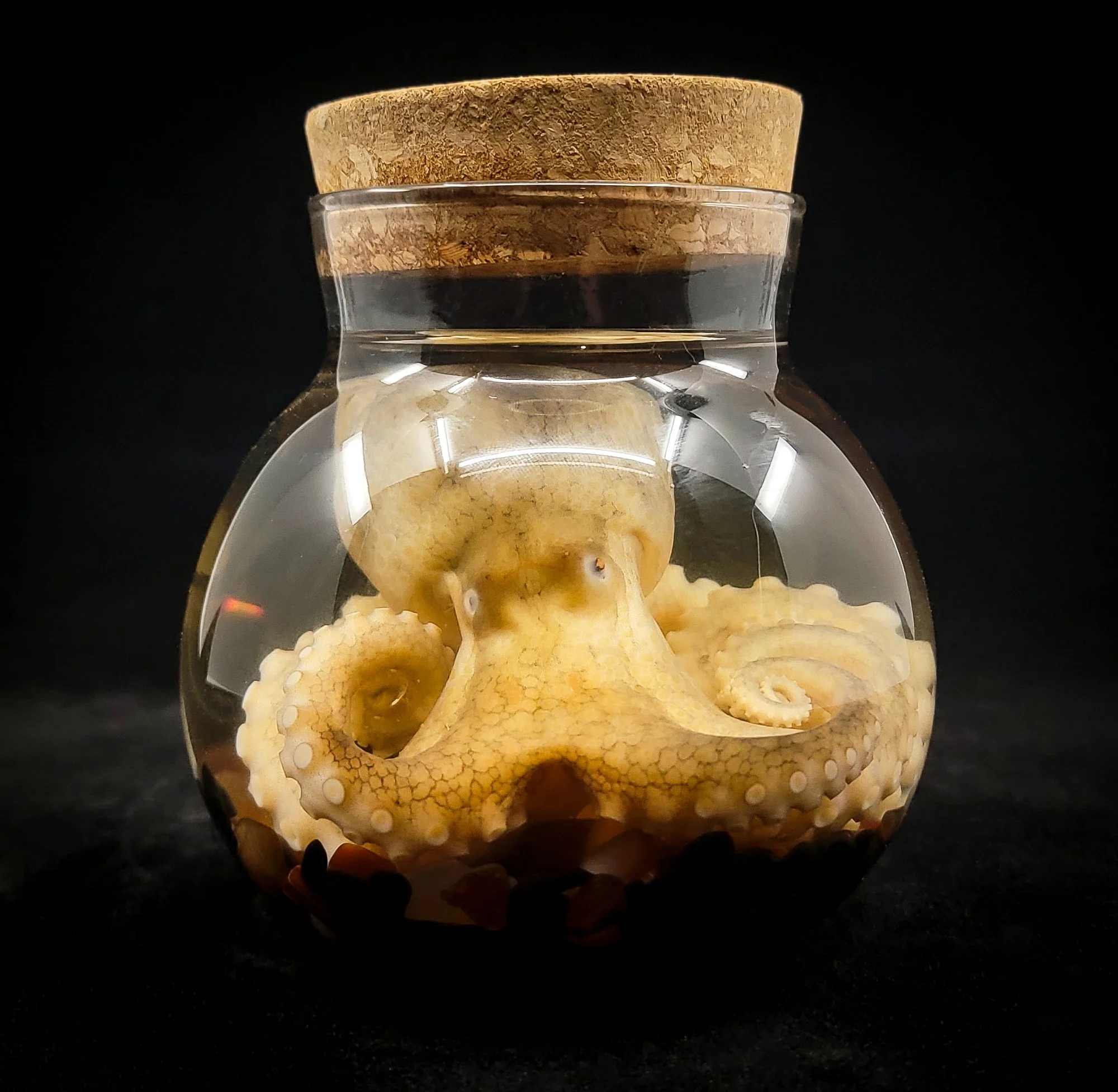 Small Octopus Specimen-2-F.jpg