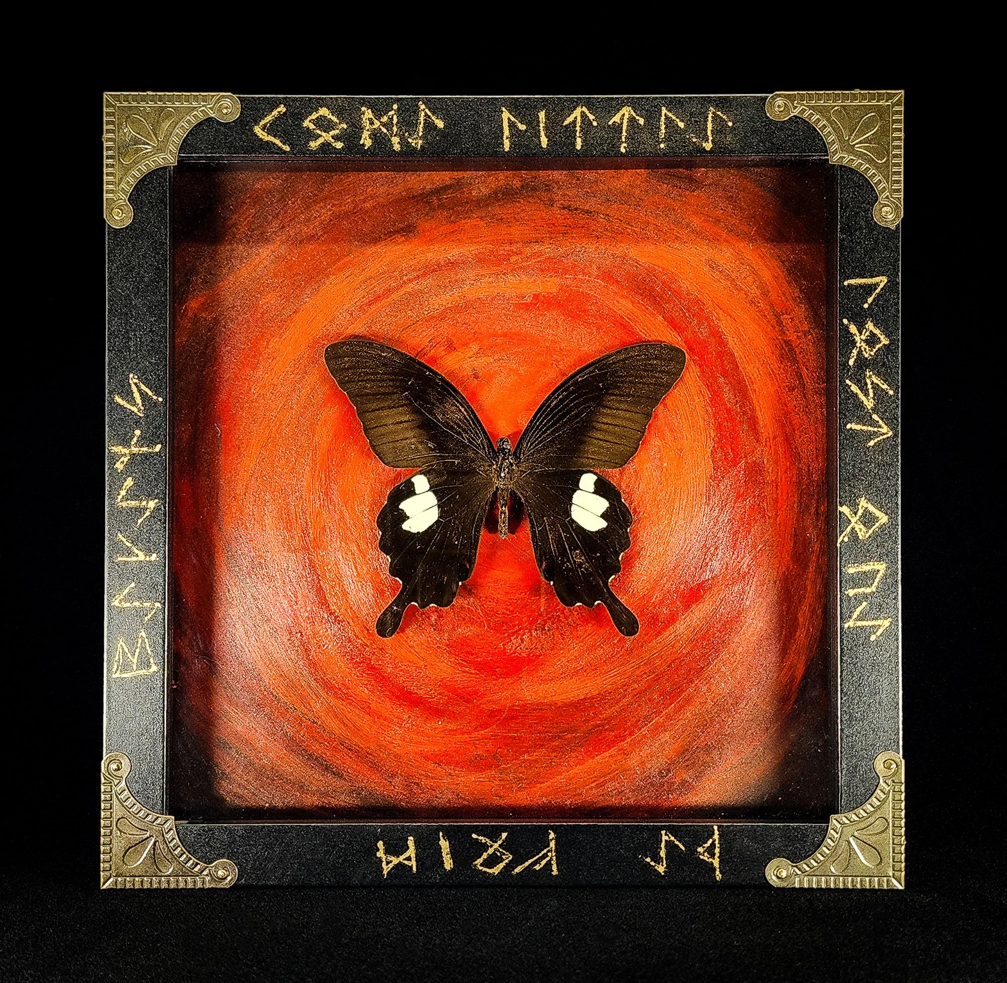 Butterfly_Black Frame 5_Specimen_8x8.jpg