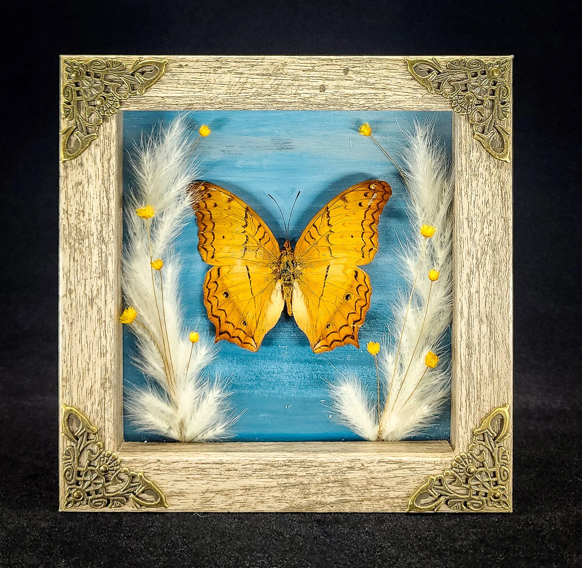 Butterfly_Grey Frame 1_Specimen_5x5.jpg