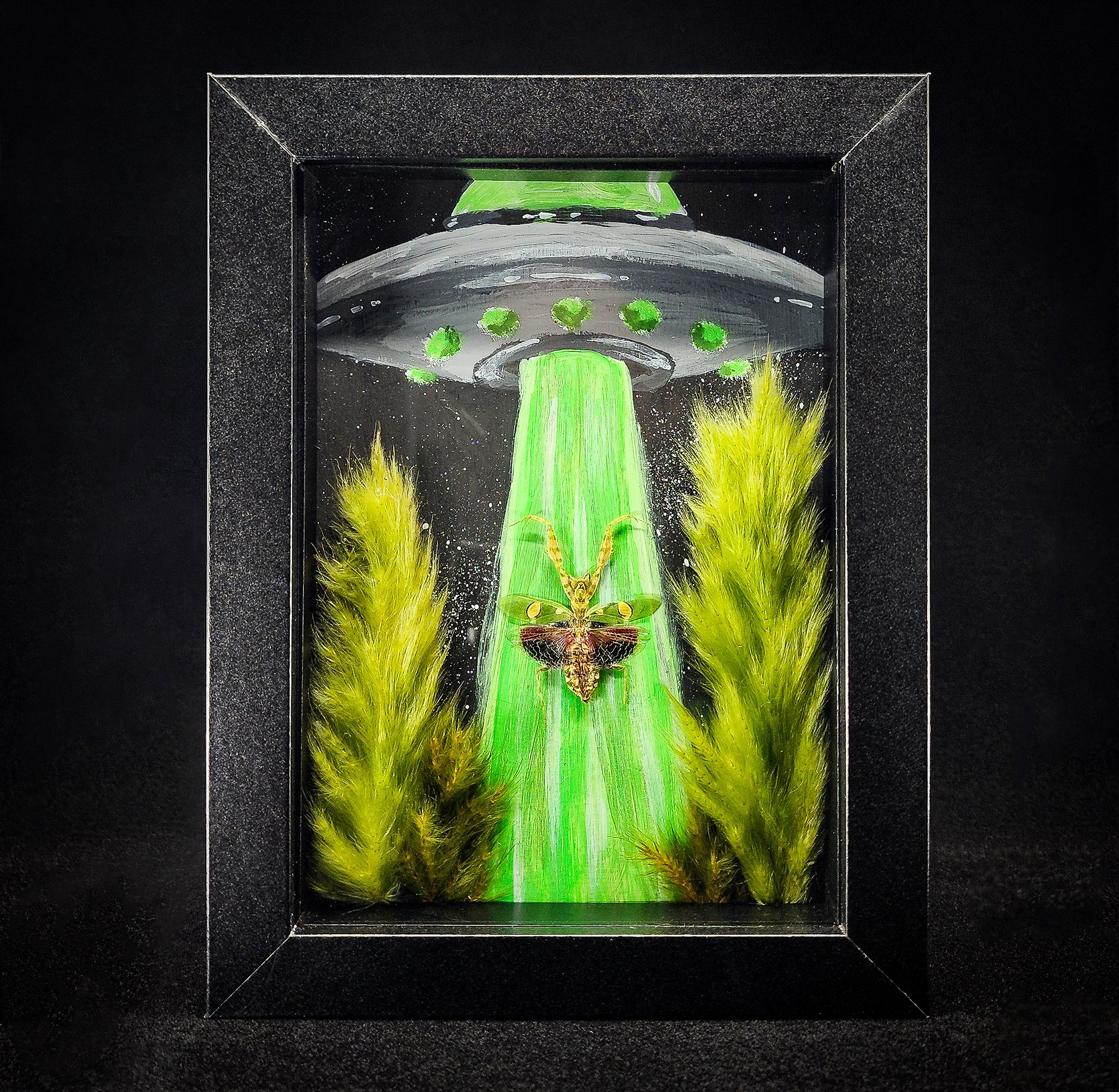 5 x 7 Specimen Shadowbox