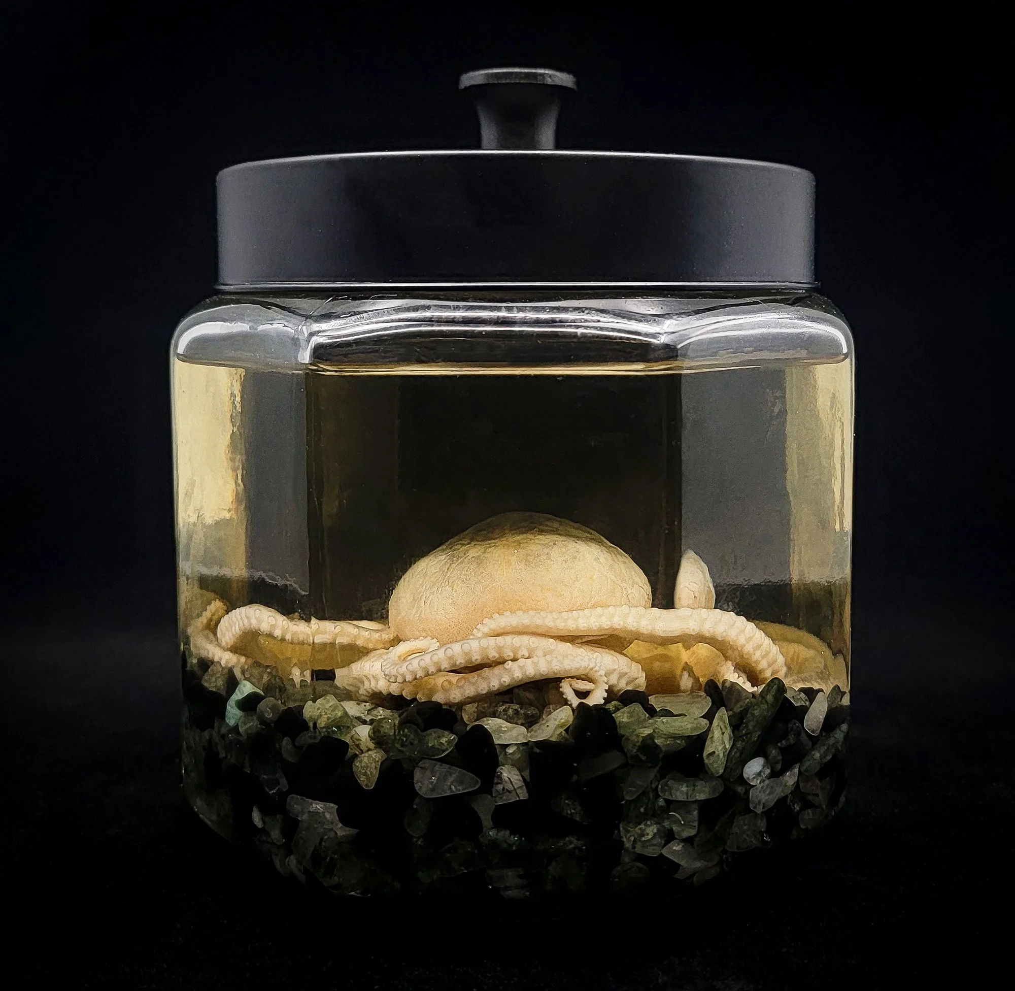 Large Octopus Specimen-B.jpg