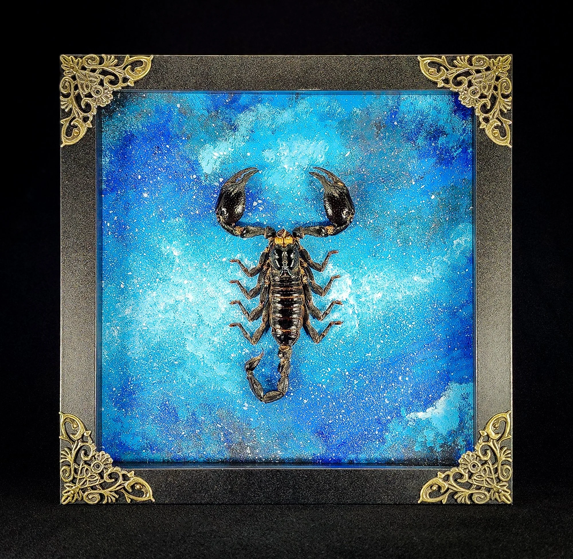 Scorpion_Black Frame 1_Specimen_8x8.jpg