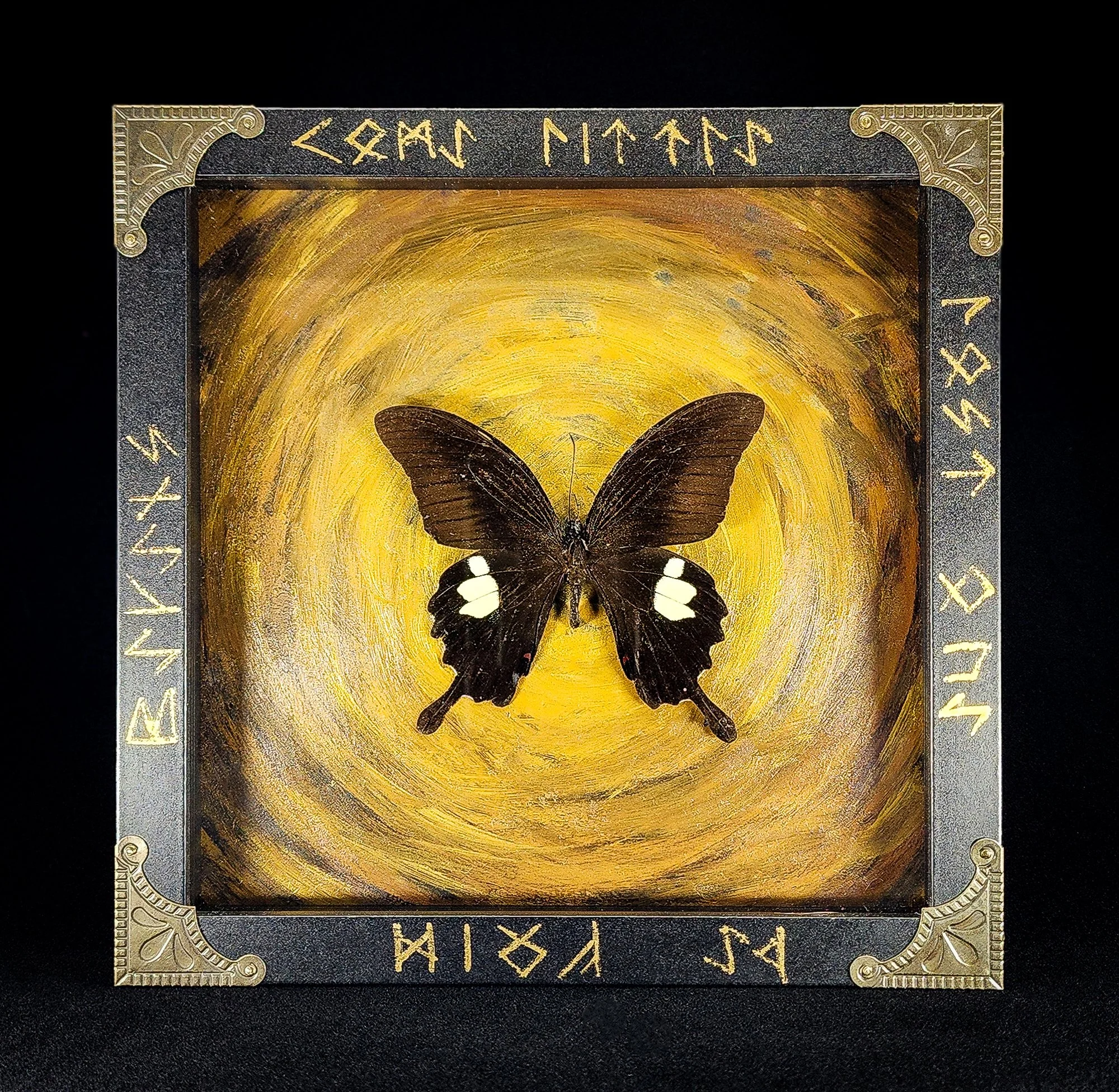 Butterfly_Black Frame 2_Specimen_8x8.jpg