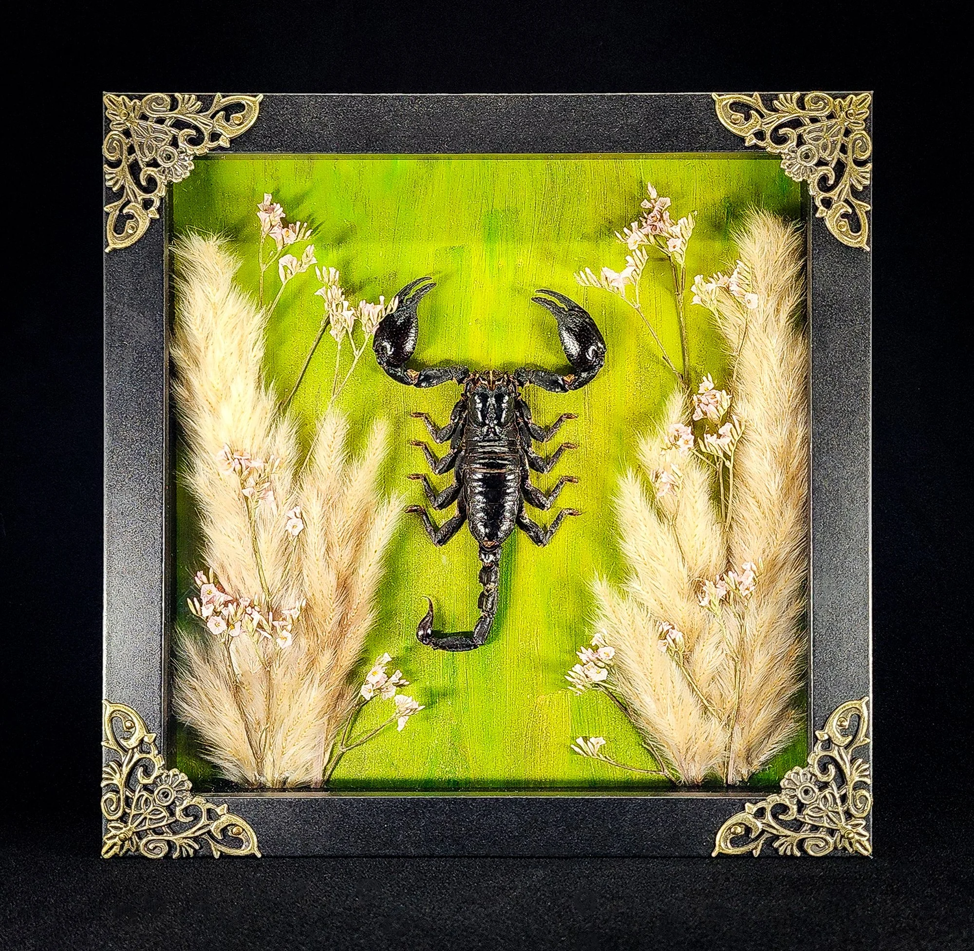 Scorpion_Black Frame 4_Specimen_8x8.jpg