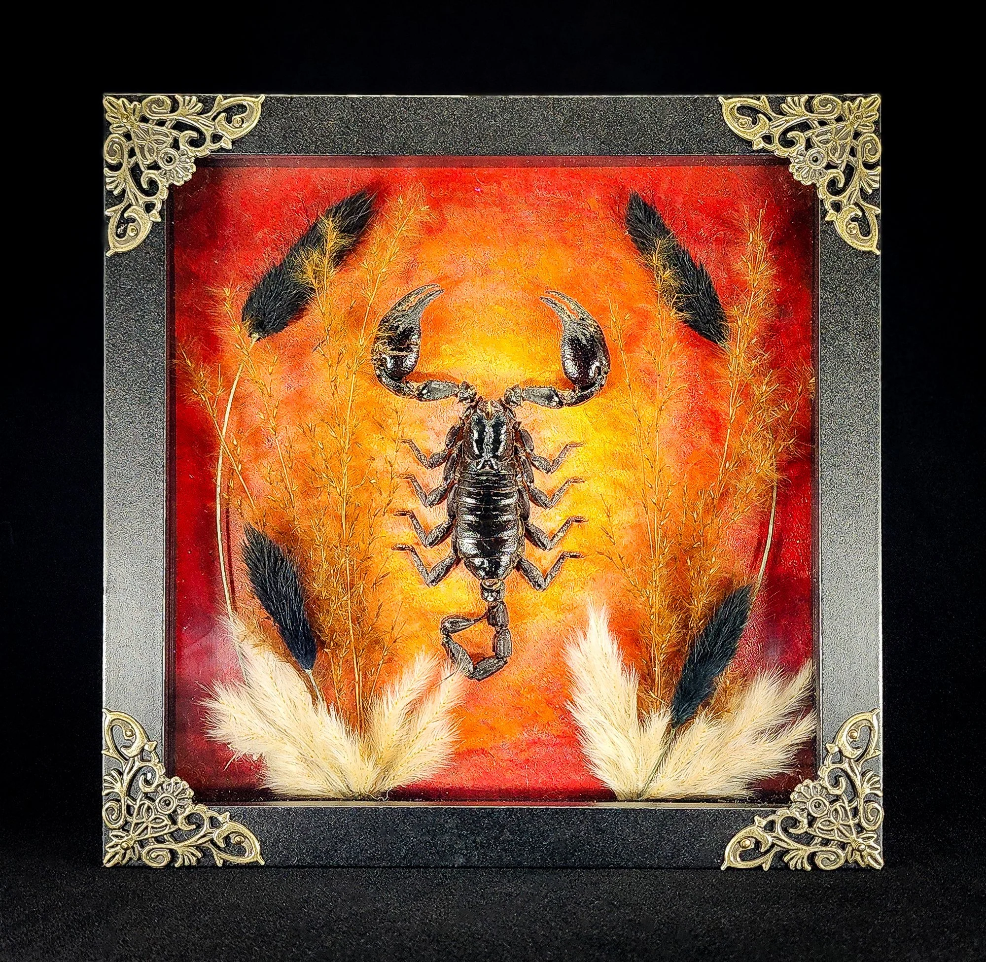 8 x 8 Specimen Shadowbox