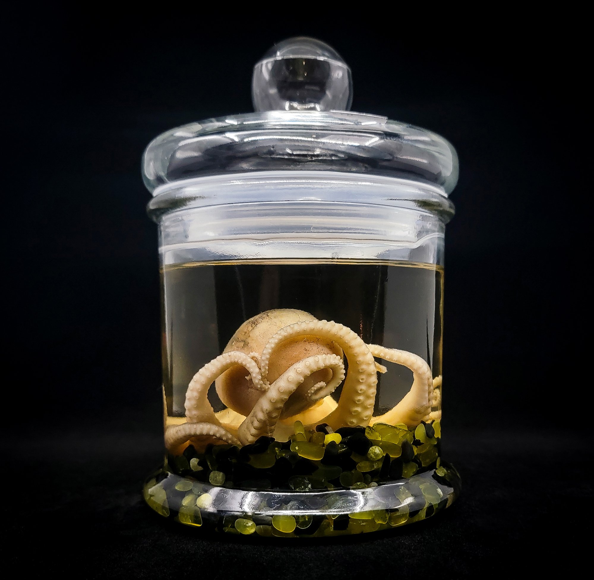 Medium Octopus Specimen-1-B.jpg