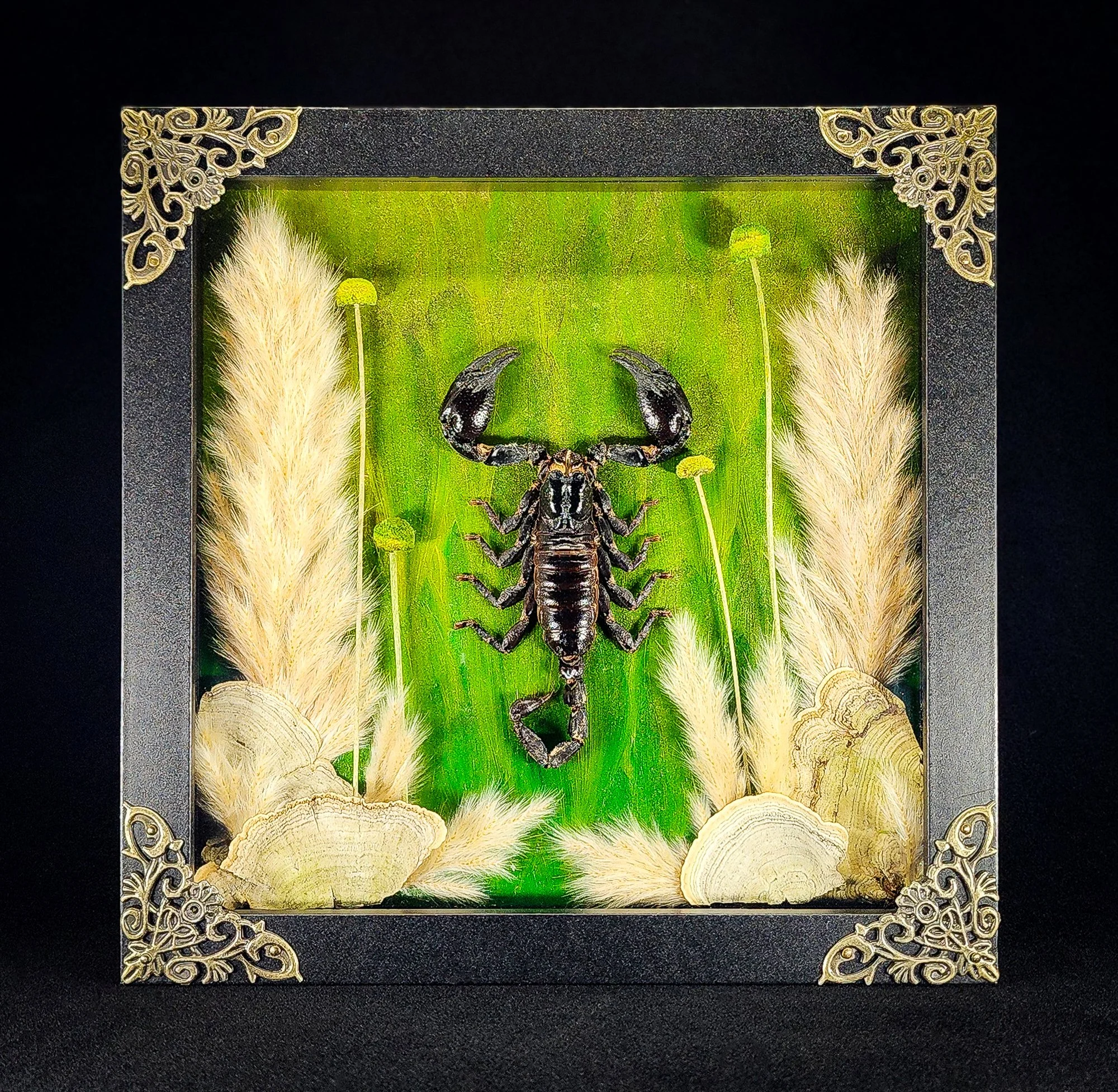 Scorpion_Black Frame 2_Specimen_8x8.jpg