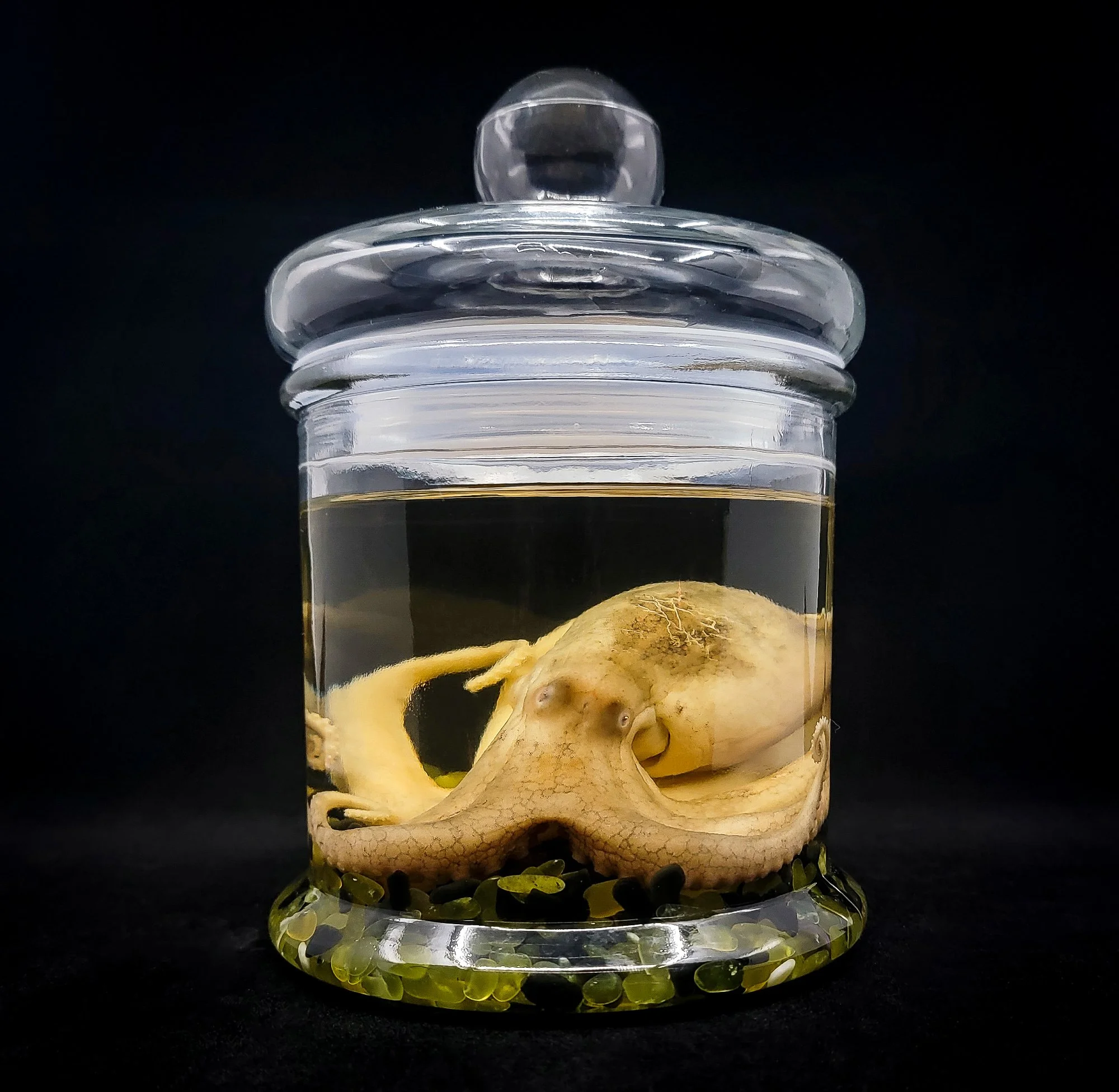 Medium Octopus Specimen-1-F.jpg