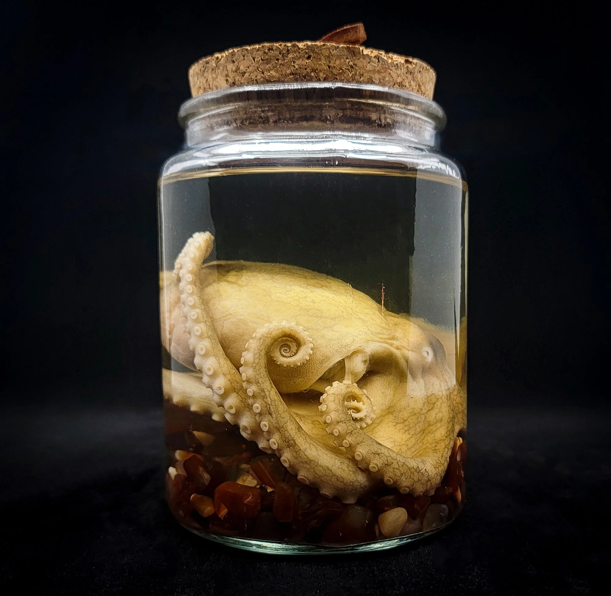 Medium Octopus Specimen-2-S.jpg