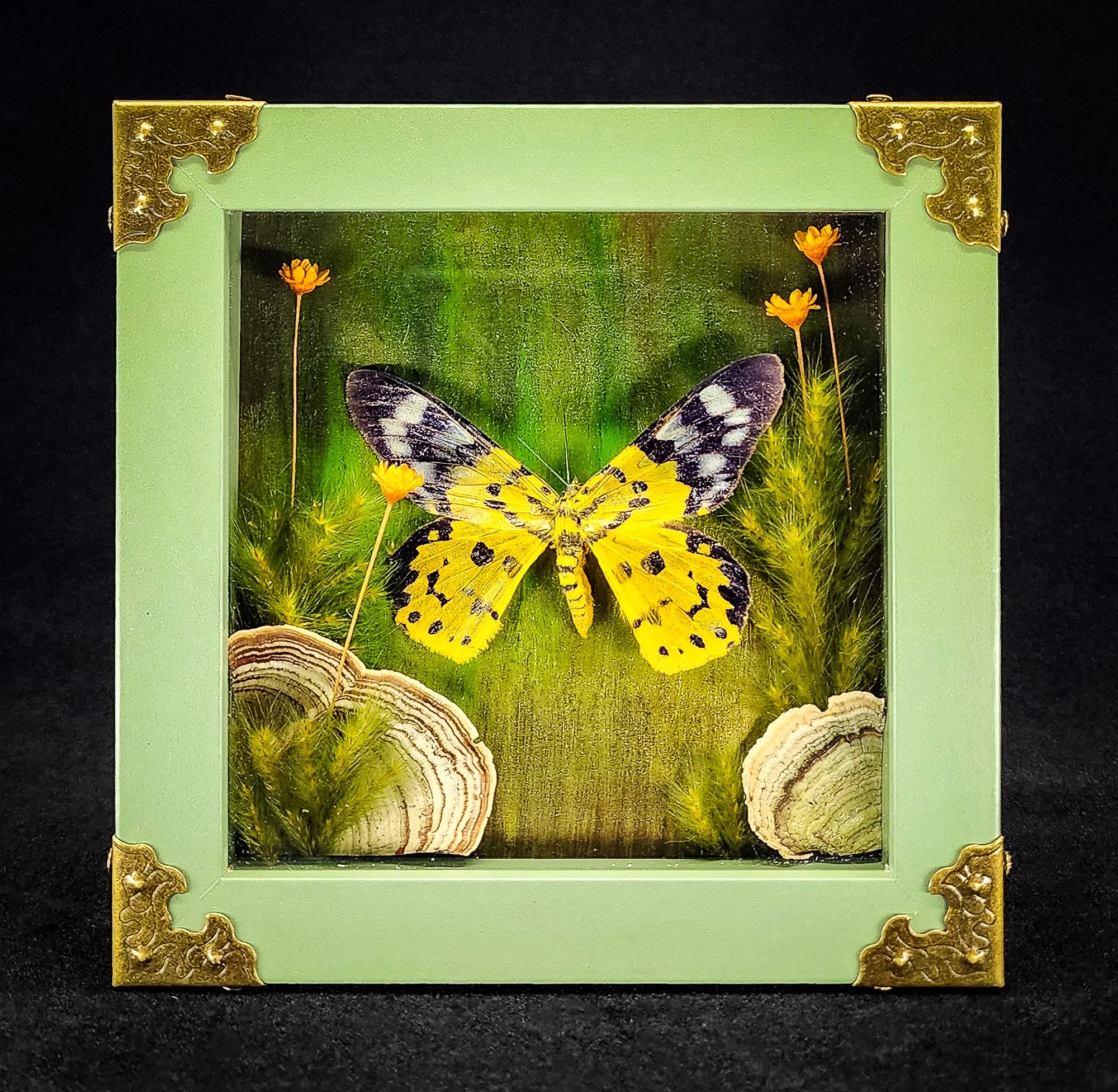 Butterfly_Green Frame 4_Specimen_5x5.jpg