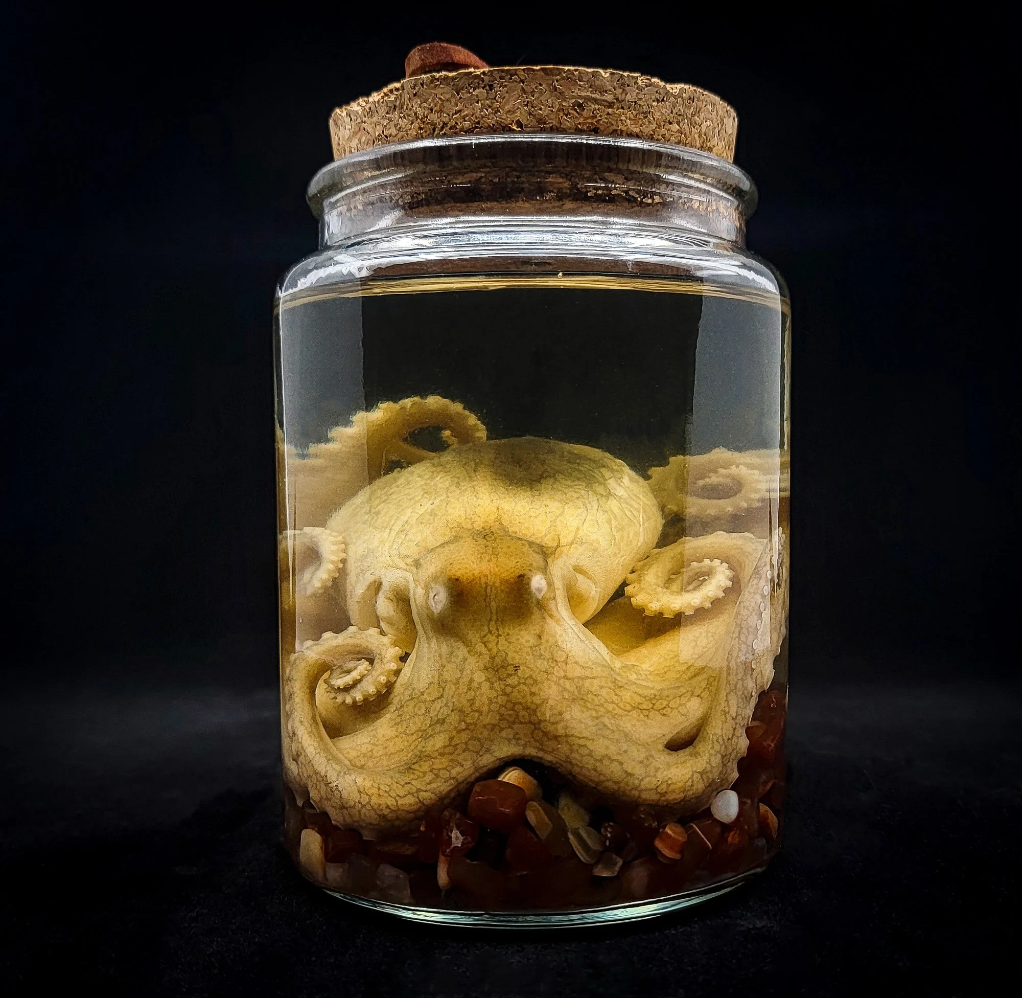 Medium Octopus Specimen