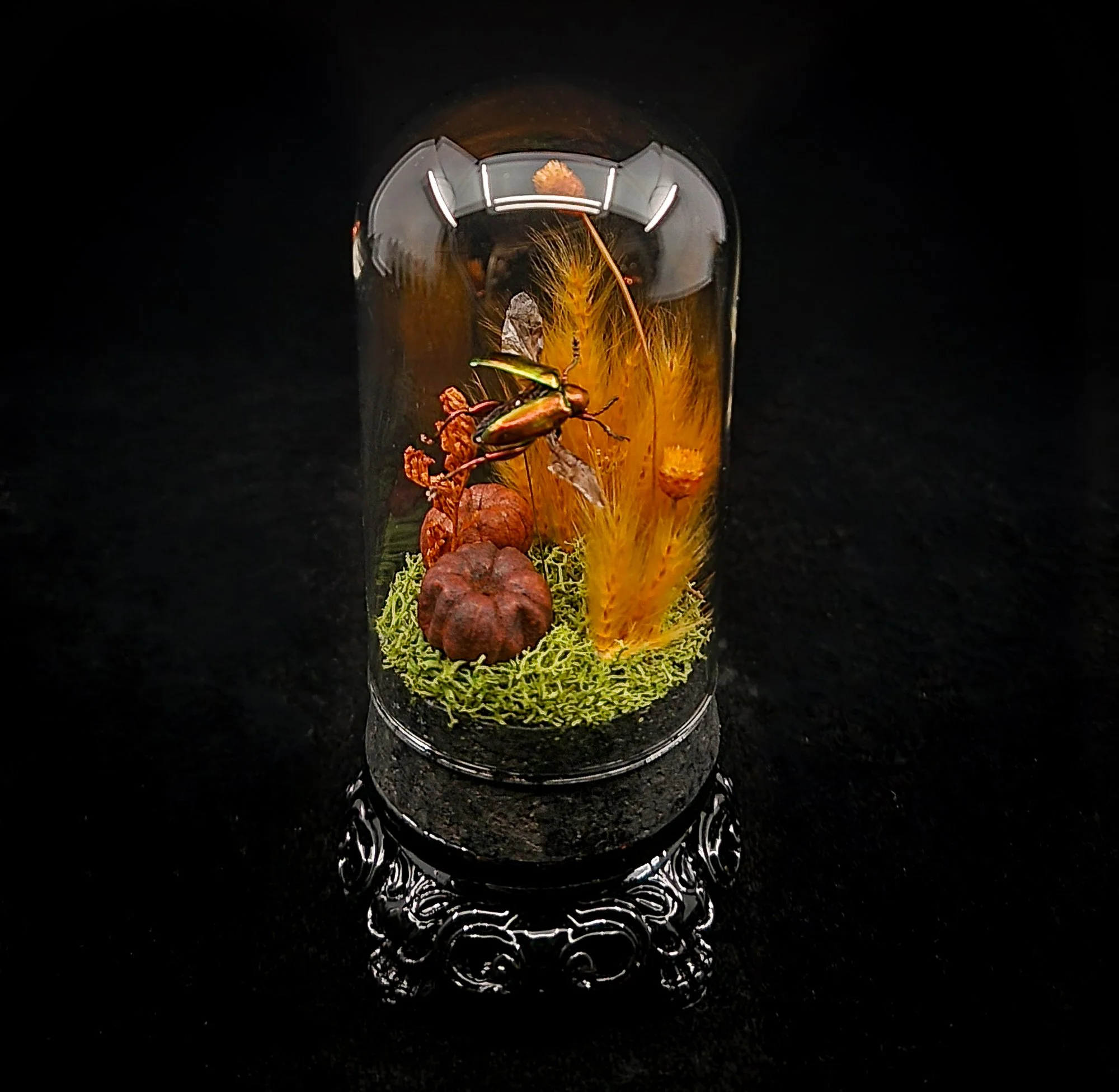 Beetle_Small Domes_Stand-2.jpg