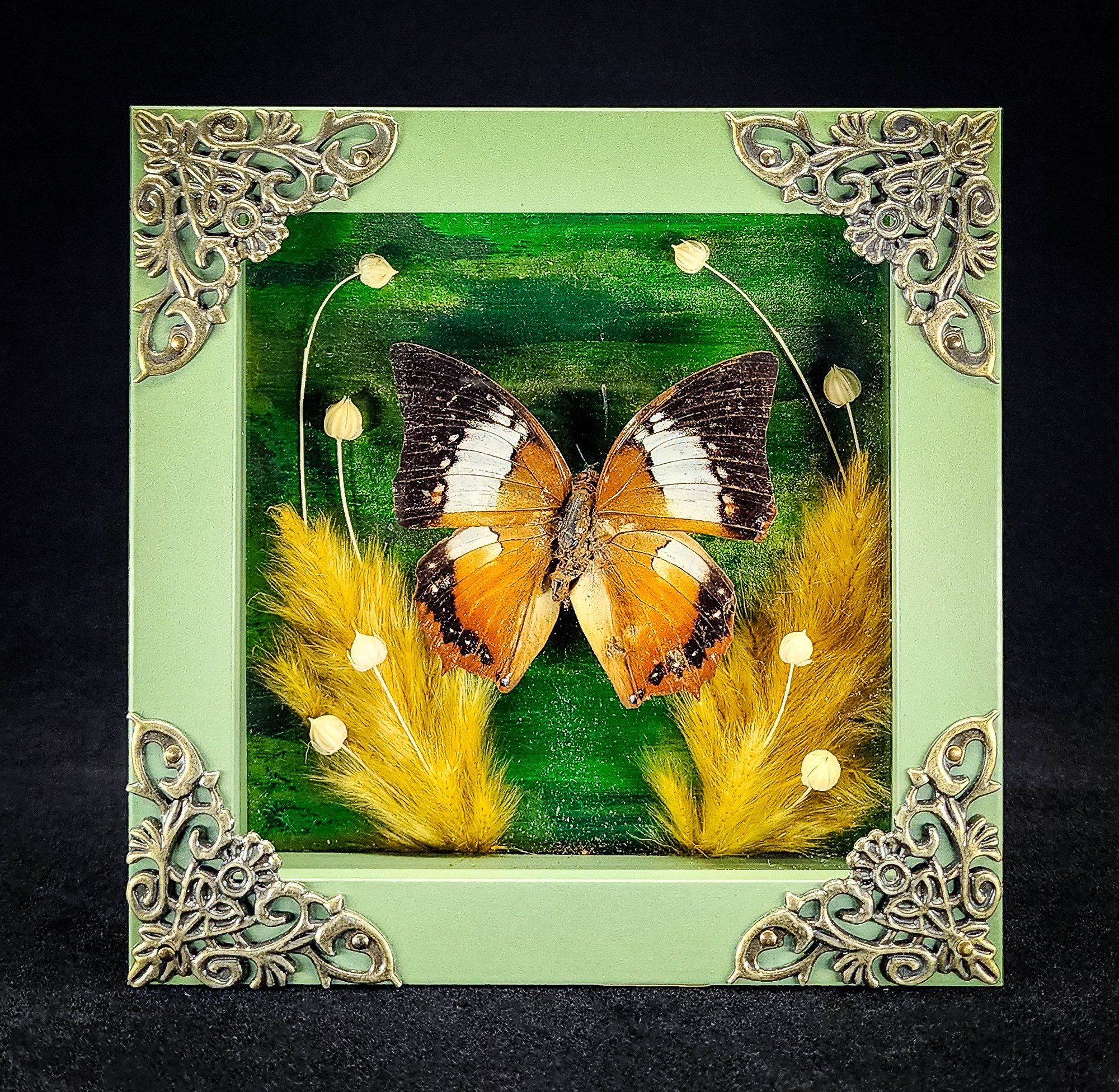 Butterfly_Green Frame 6_Specimen_5x5.jpg