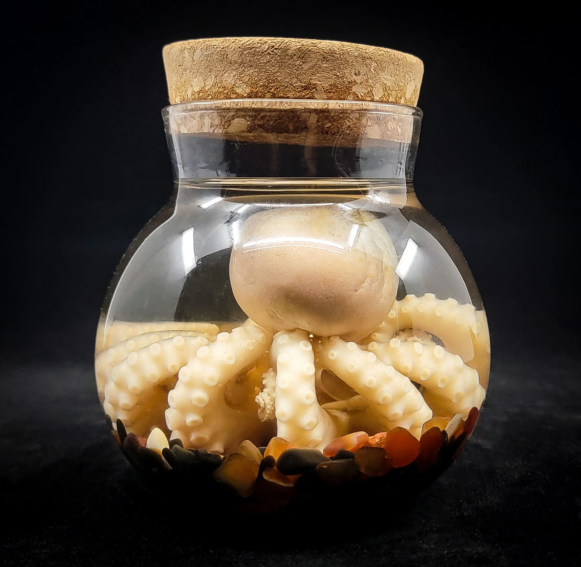 Small Octopus Specimen-2-B.jpg