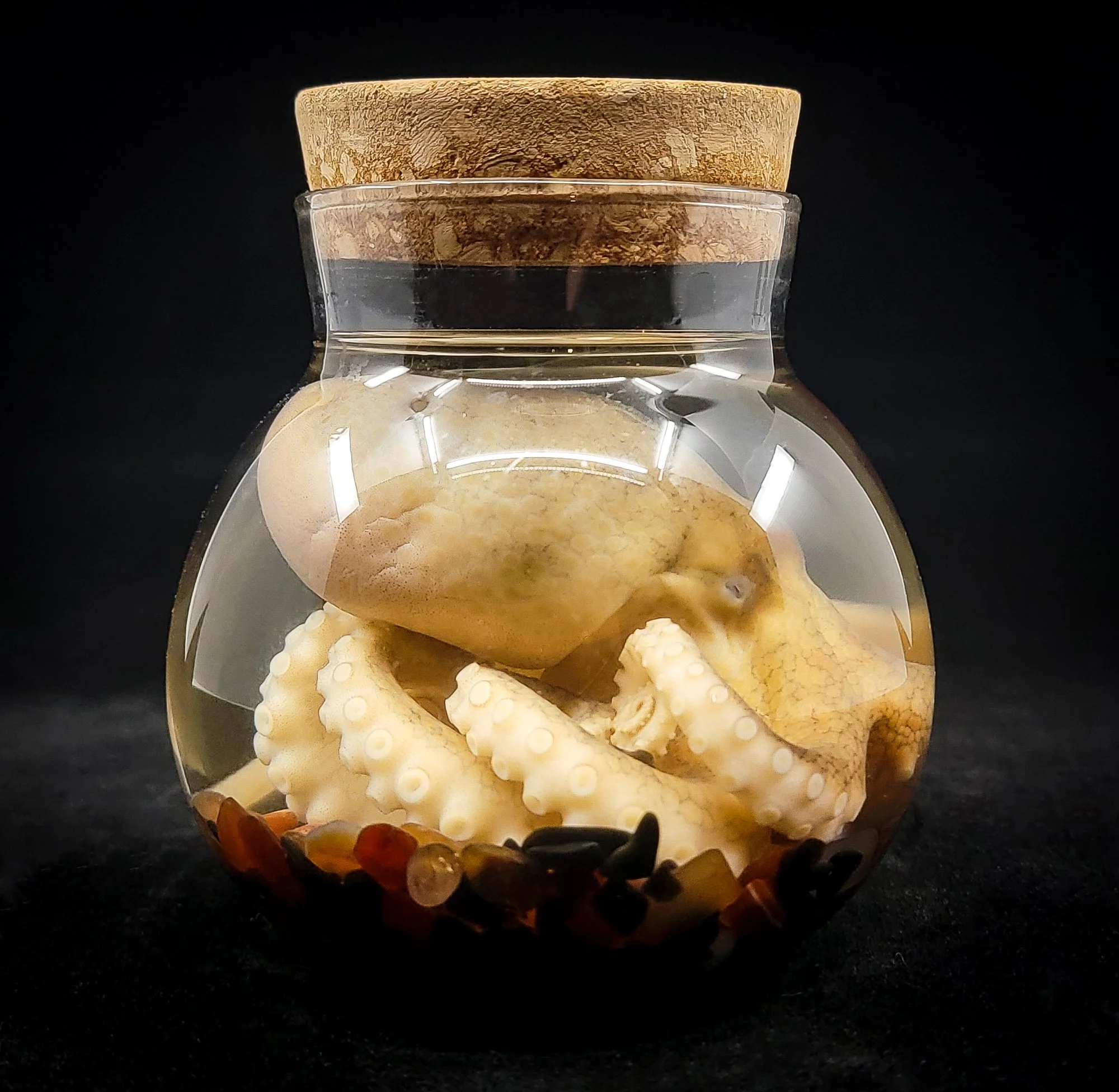 Small Octopus Specimen-2-S.jpg