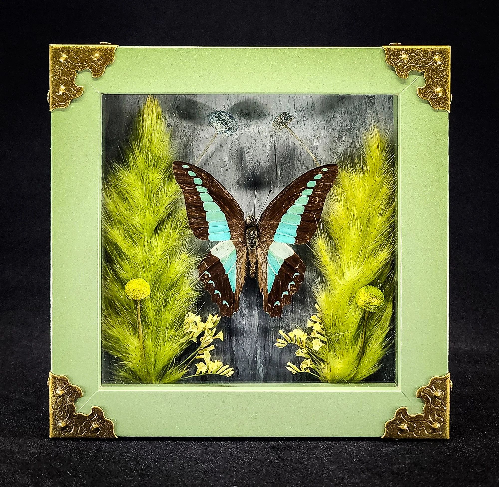 5 x 5 Specimen Shadowbox