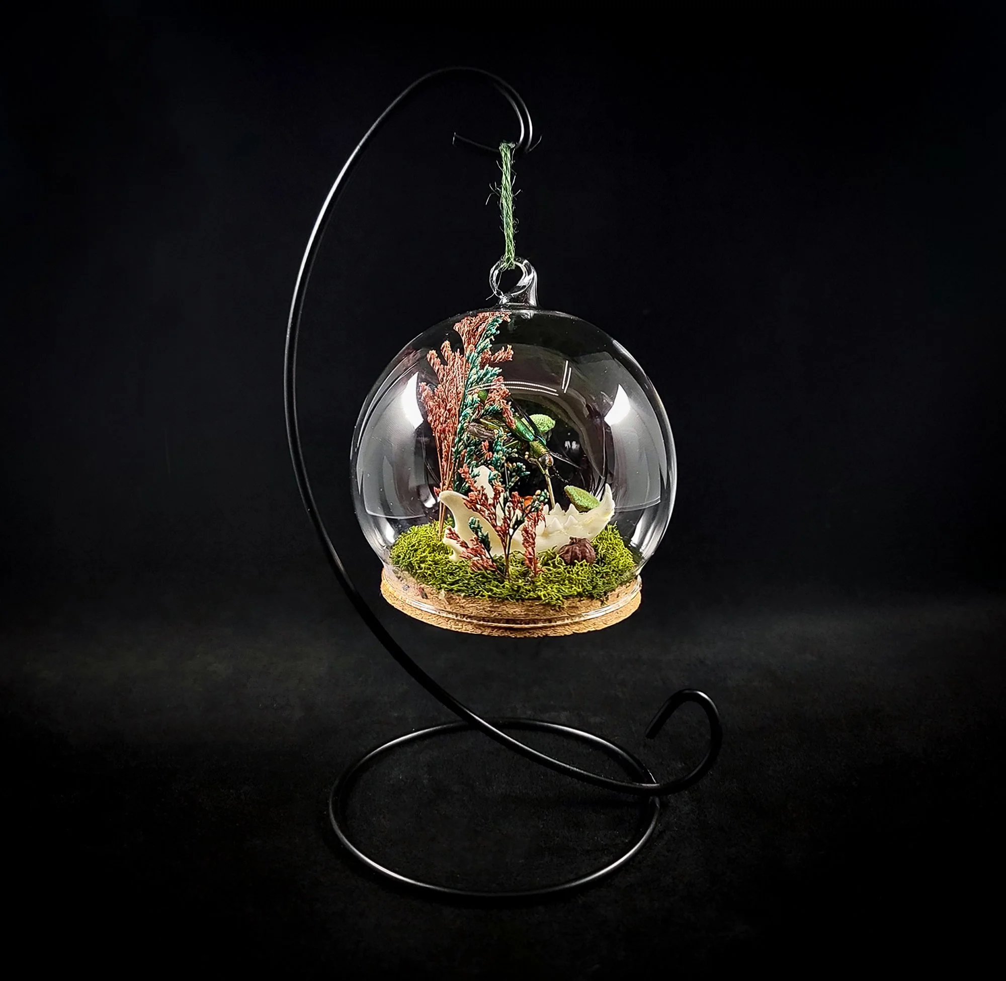 Cat Jaw-Beetle-Ornaments_L.jpg