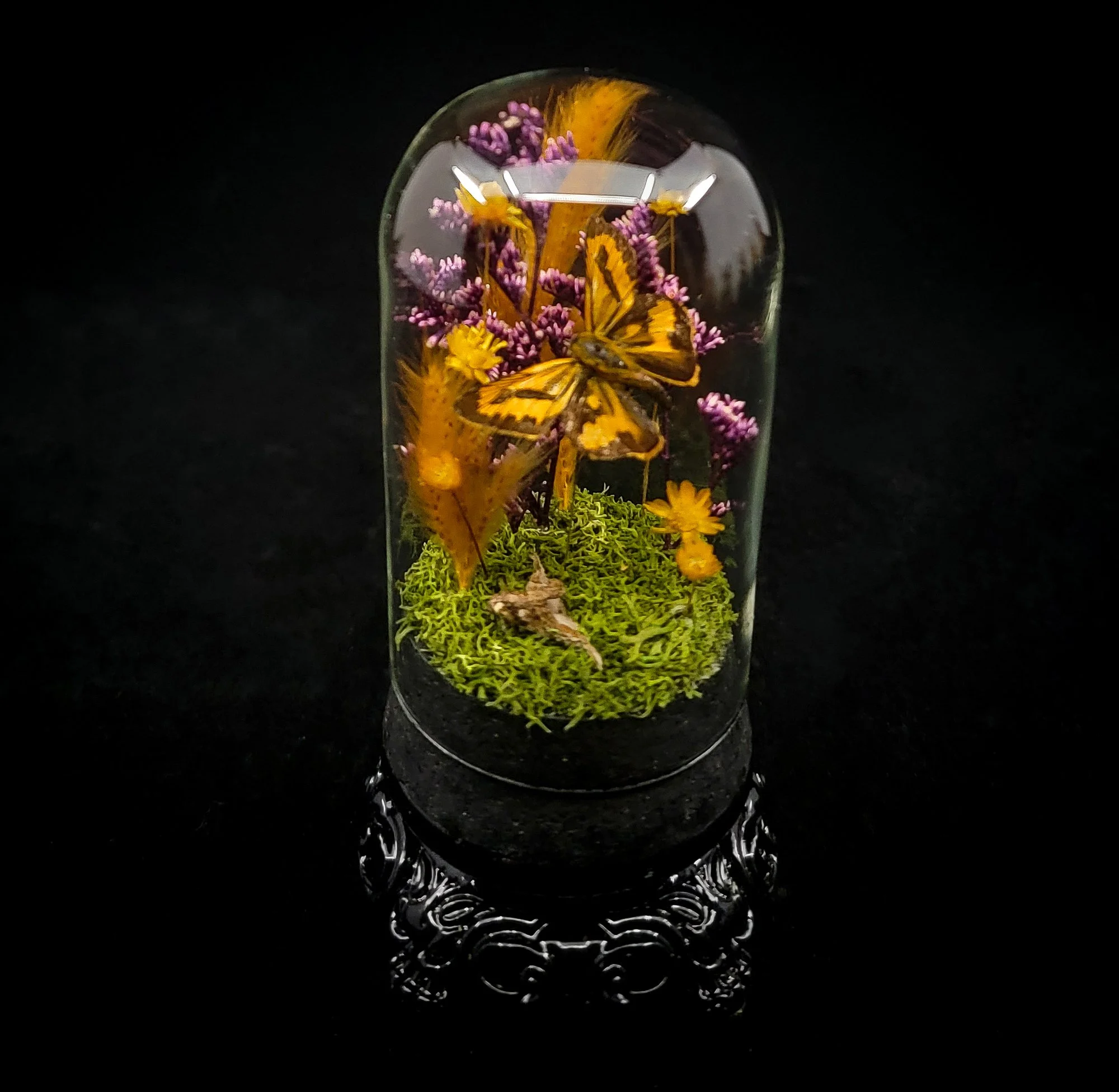 Butterfly_Small Domes_Stand-3.jpg