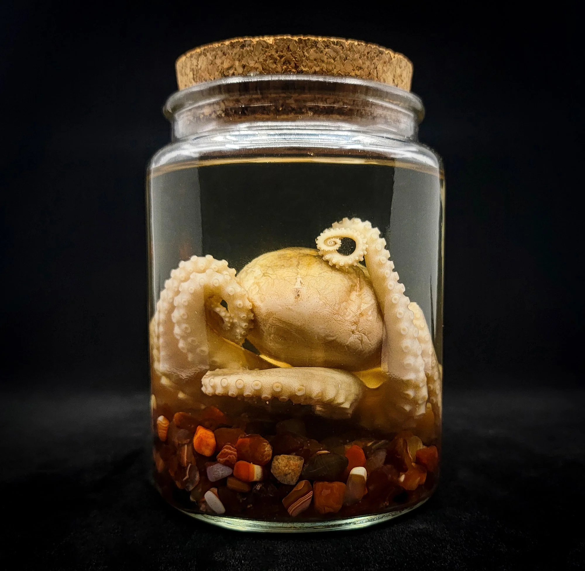 Medium Octopus Specimen-2-B.jpg