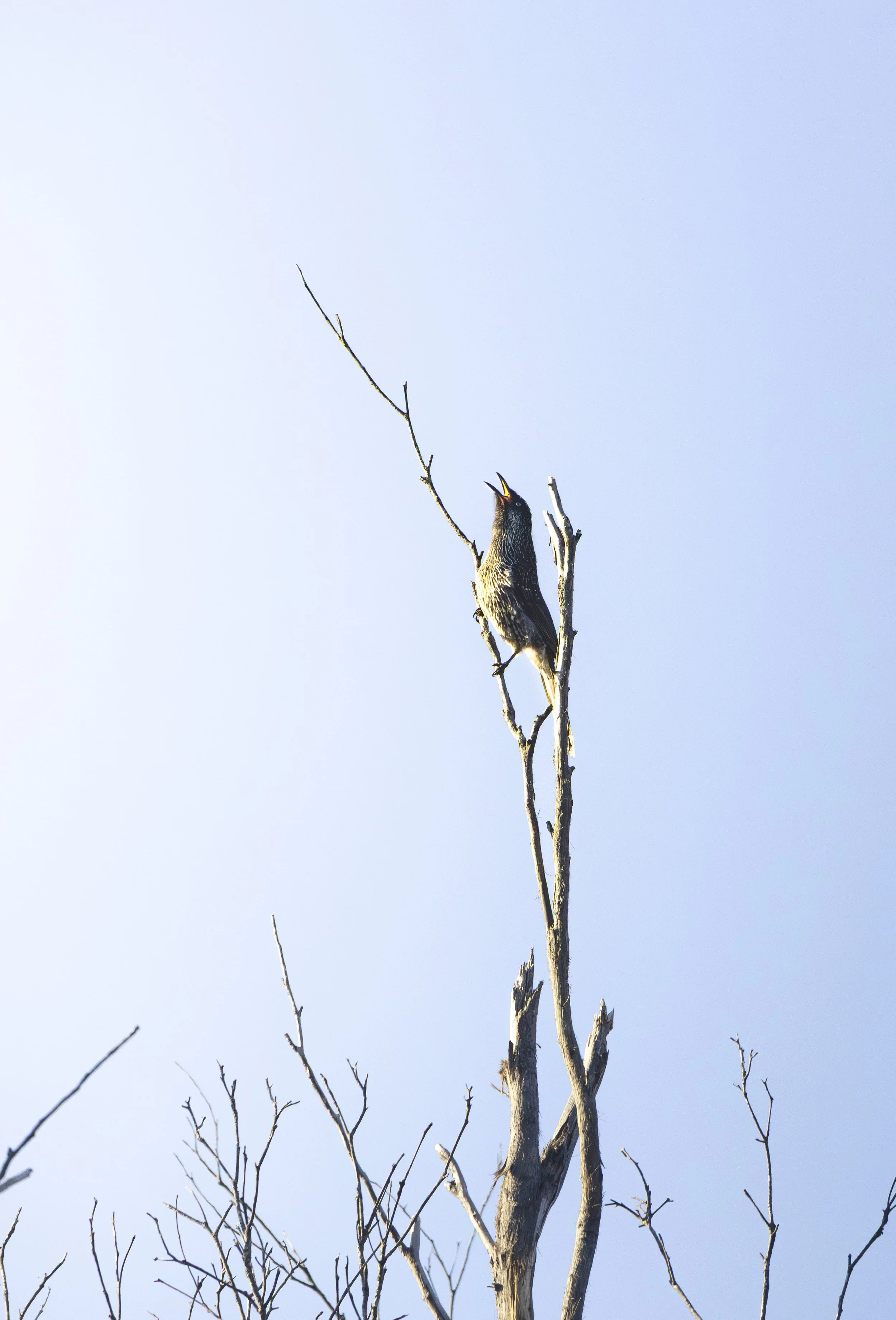 210A0836 copy.jpg