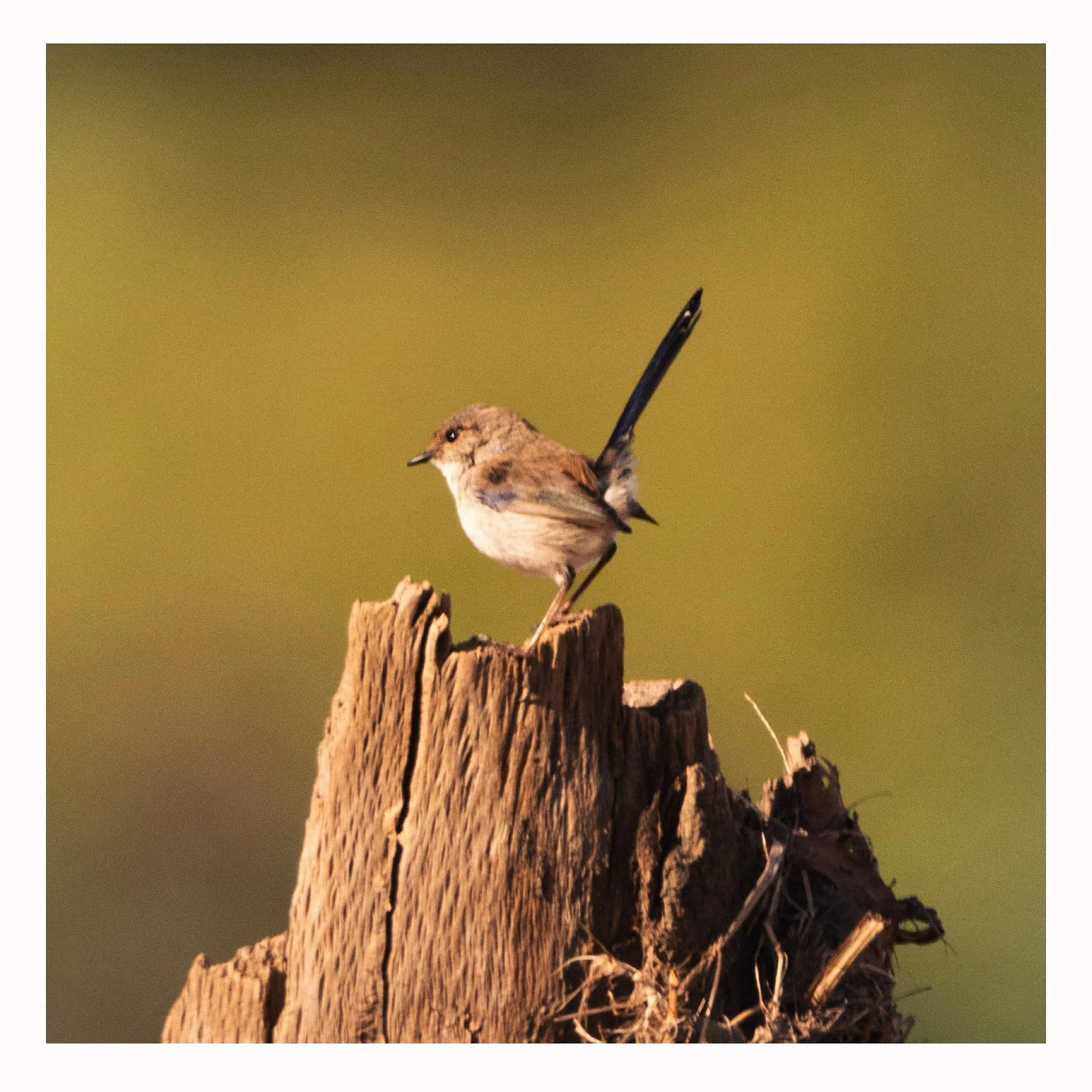 1736297F-D15E-451F-883C-BC10C8A69532 2.JPG