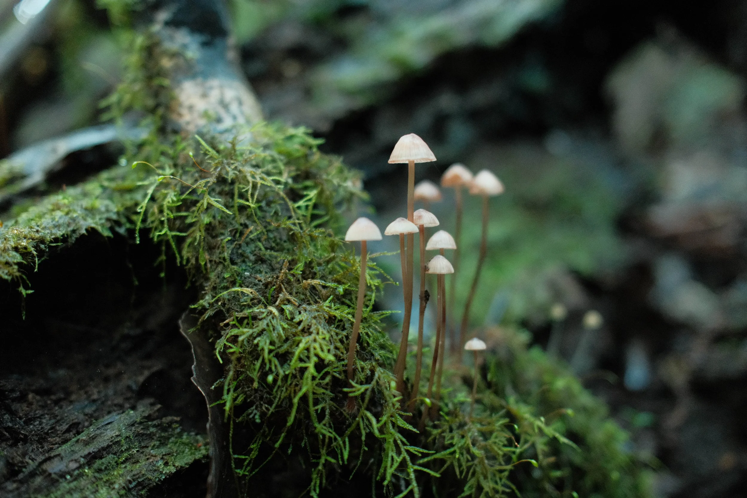 DSCF5475.jpg